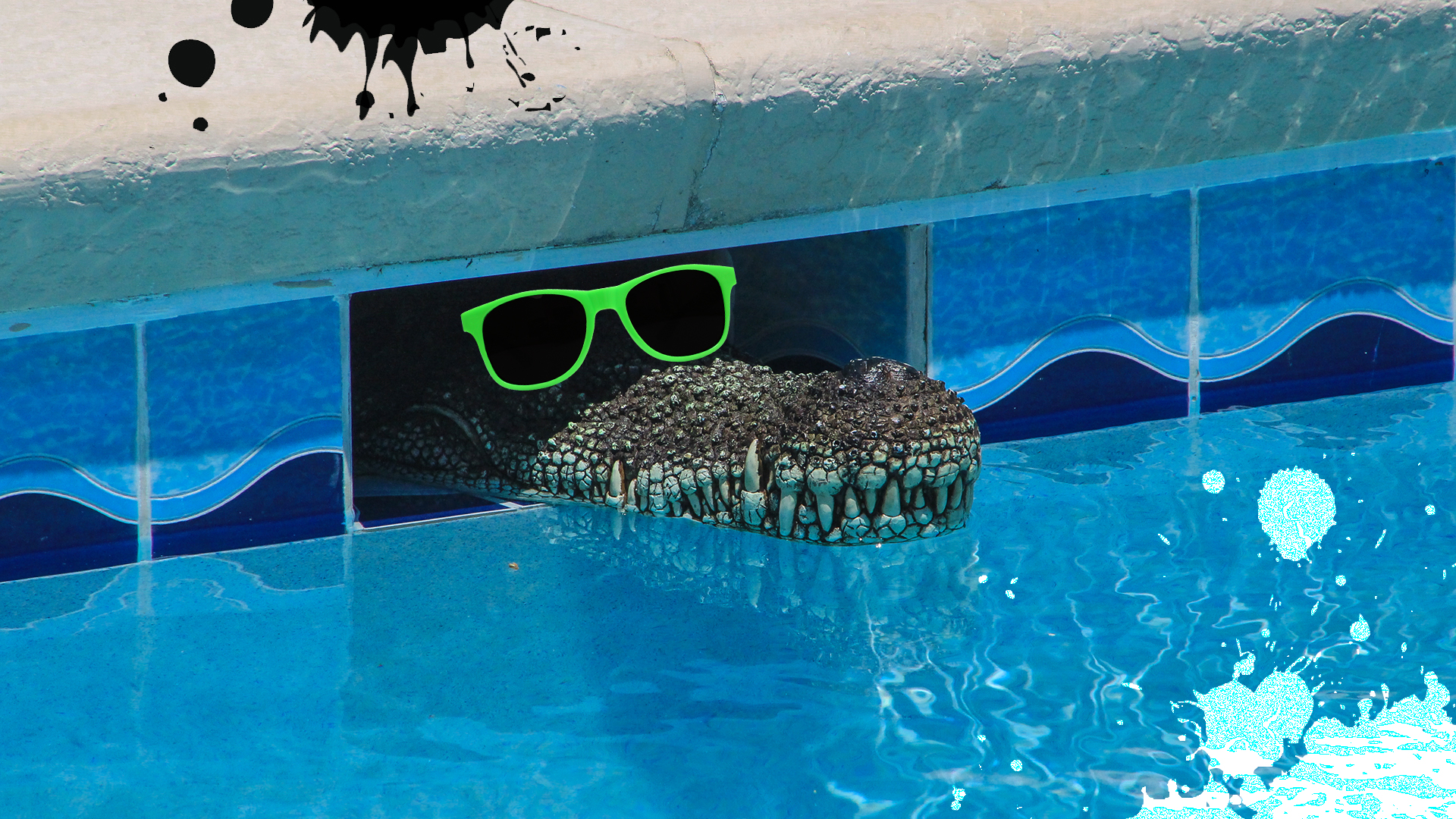 A crocodile in a pool