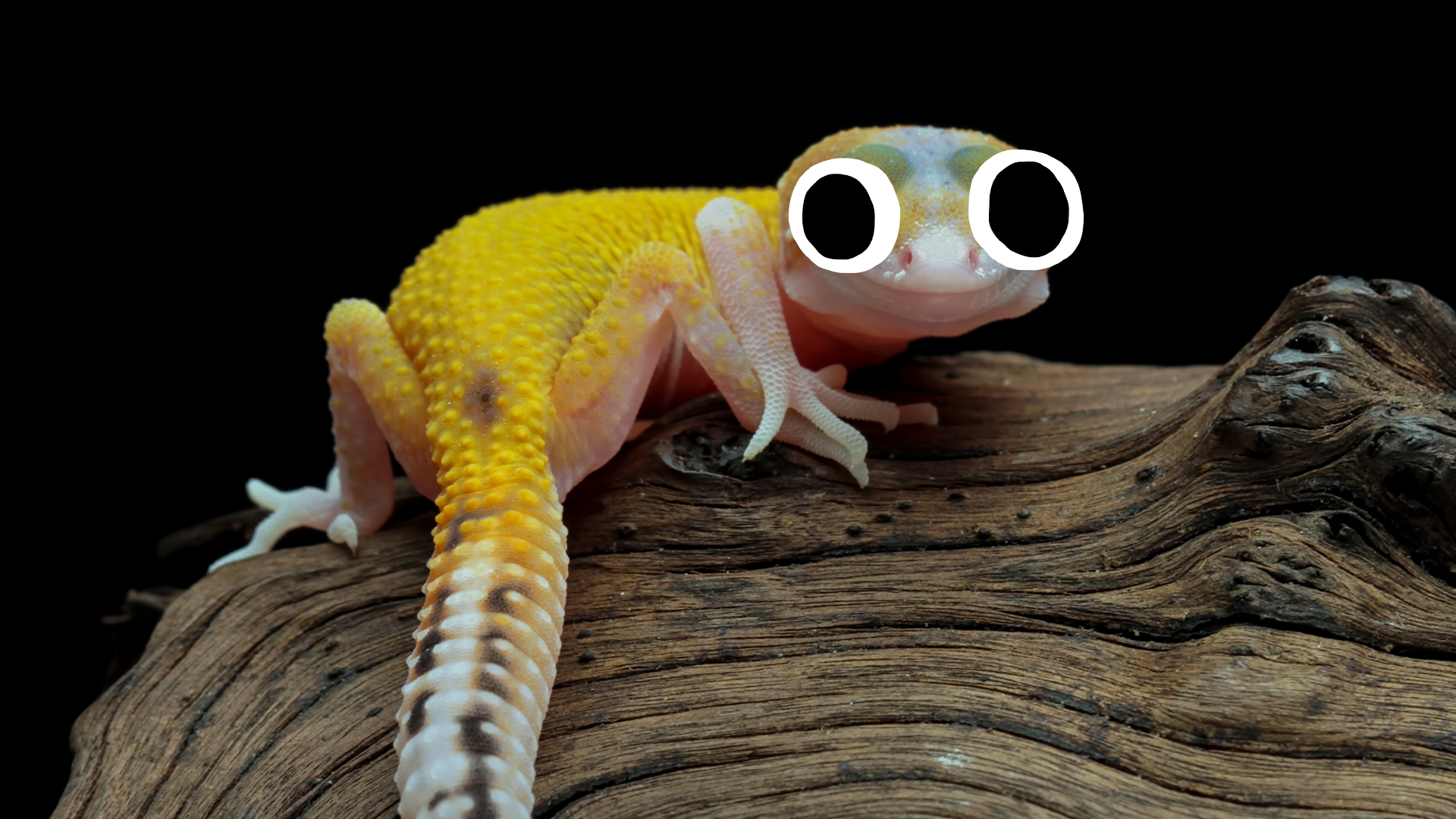 Cute little gecko