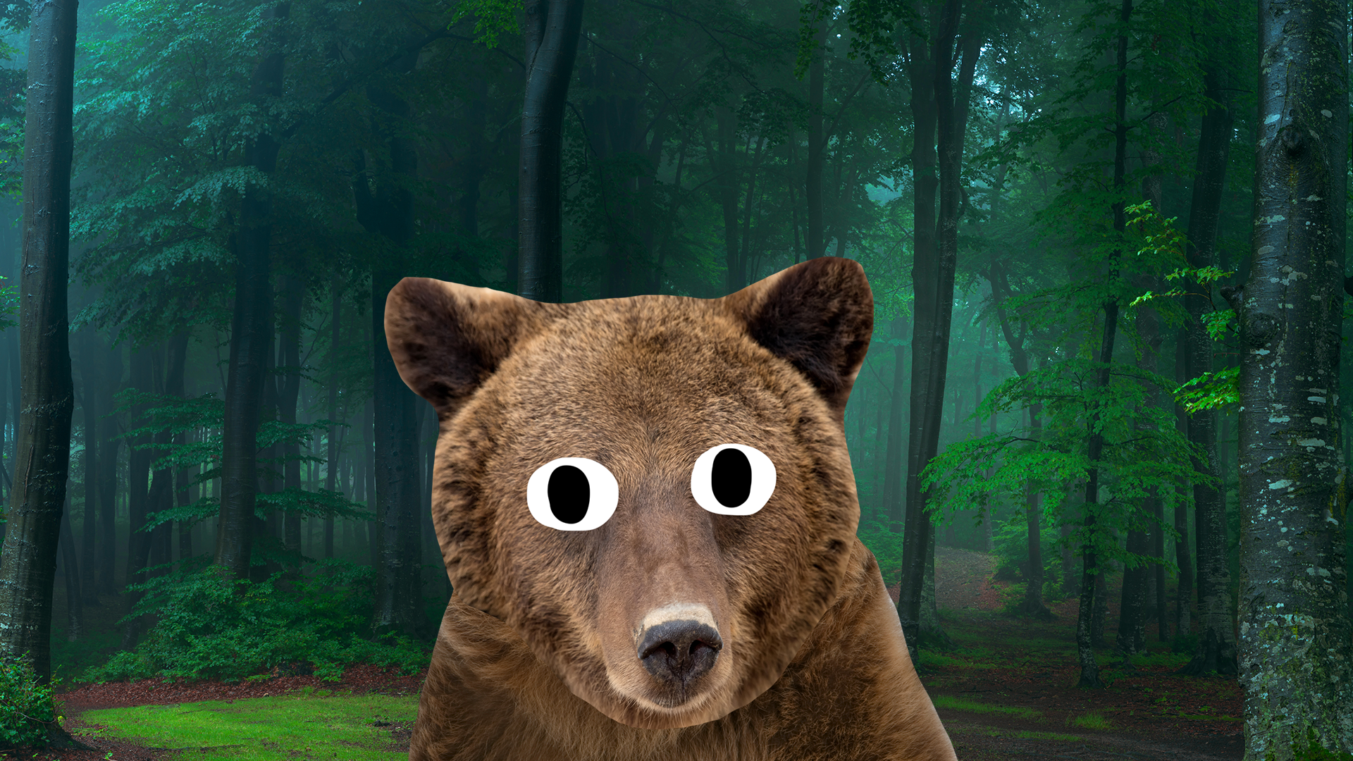 Bear in the woods