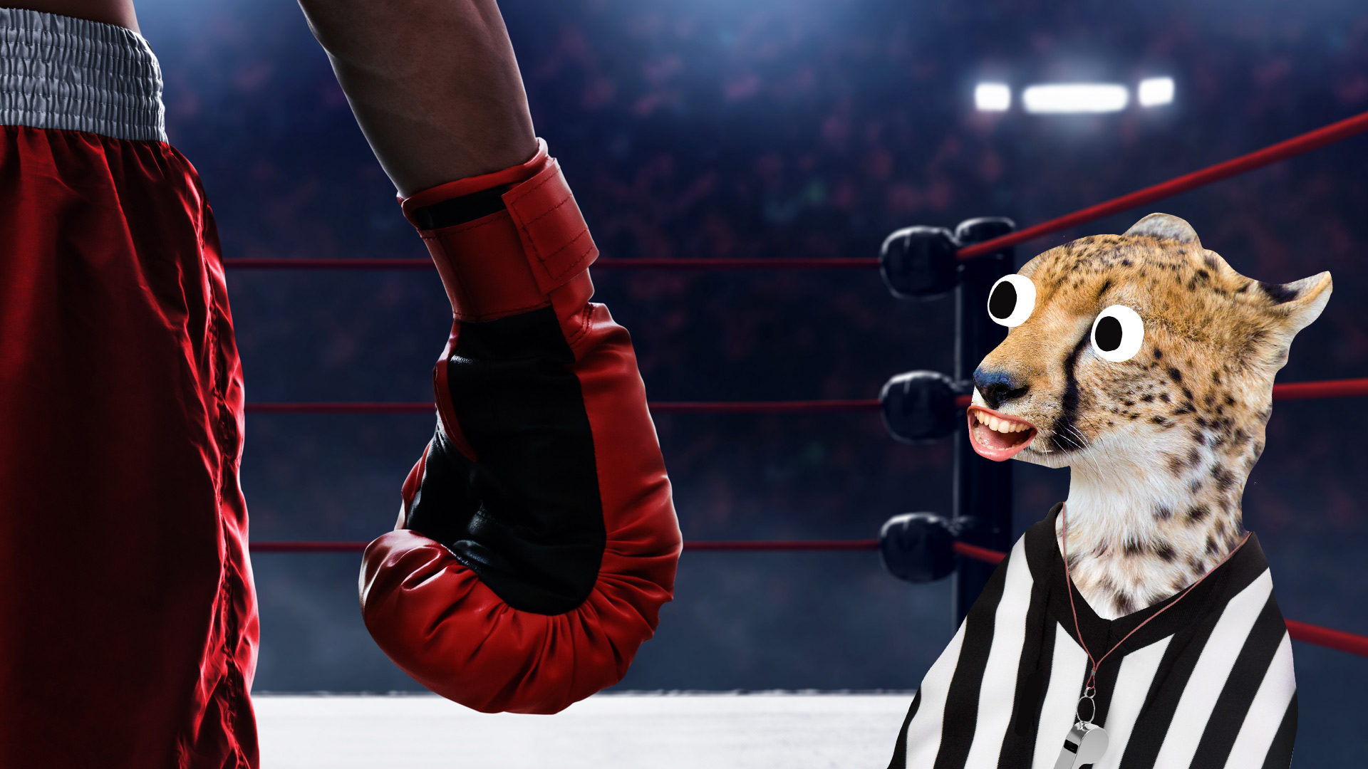 A boxer and a cheetah referee in a boxing ring