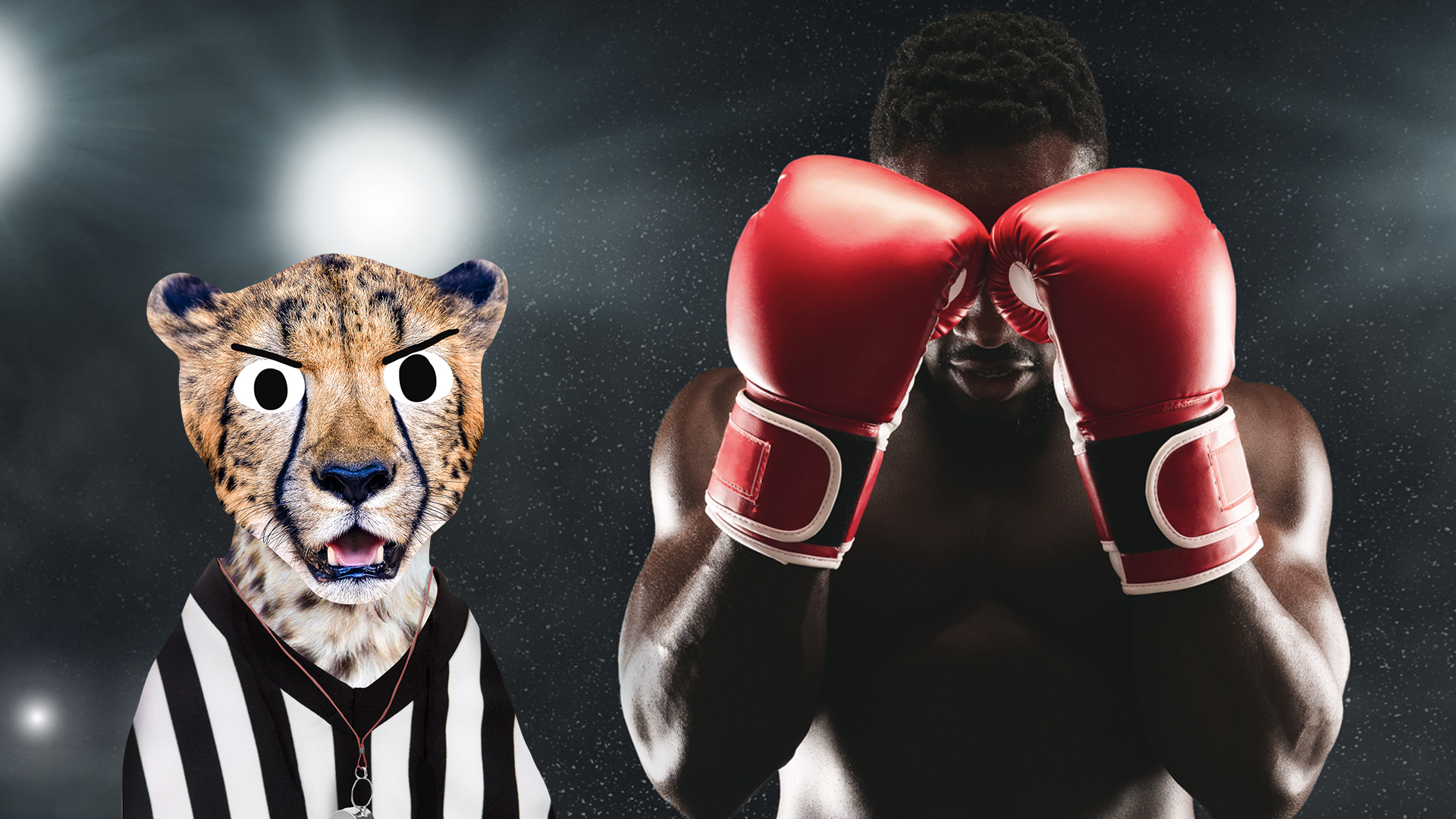 A boxer and cheetah referee