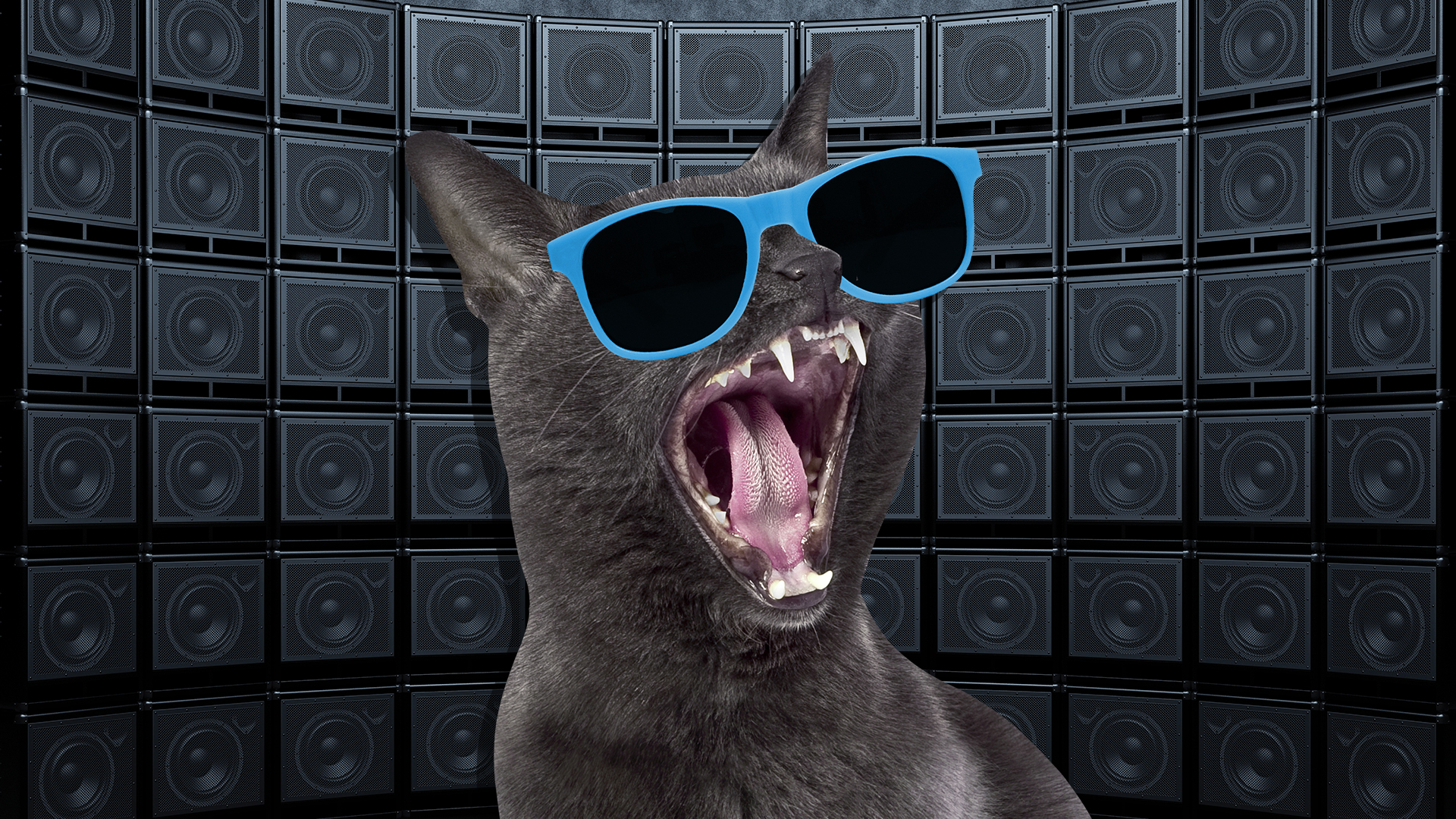 A cat in front of big speakers