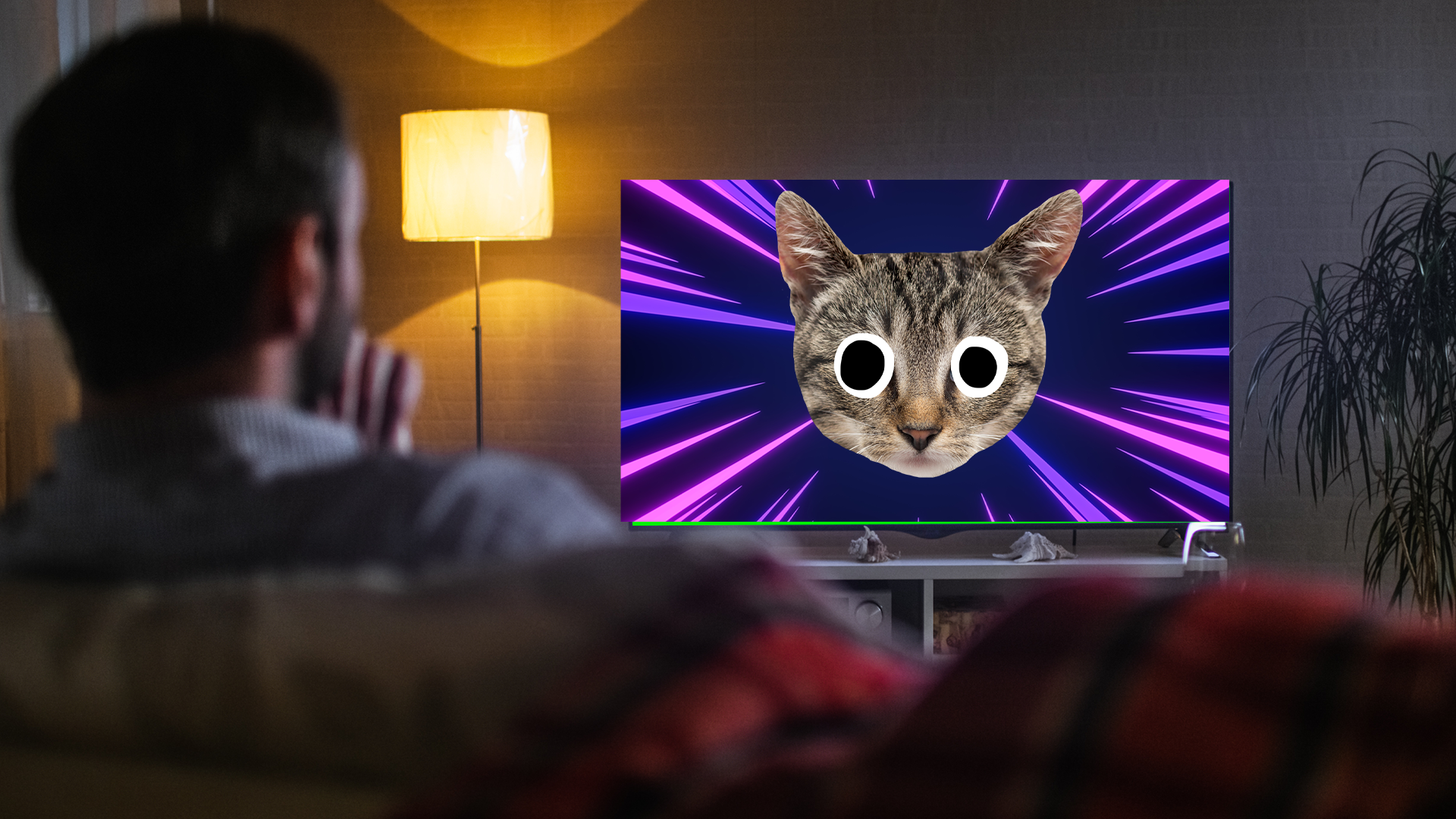 Someone watching a derpy cat on tv