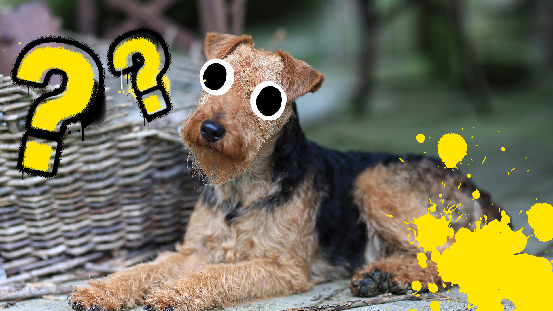 Terrier with question mark and splats
