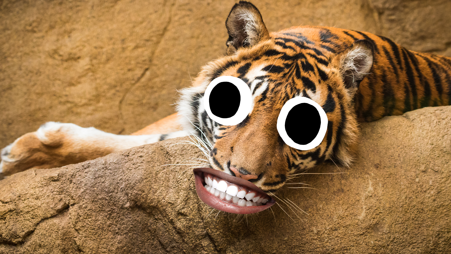 Goofy tiger in zoo