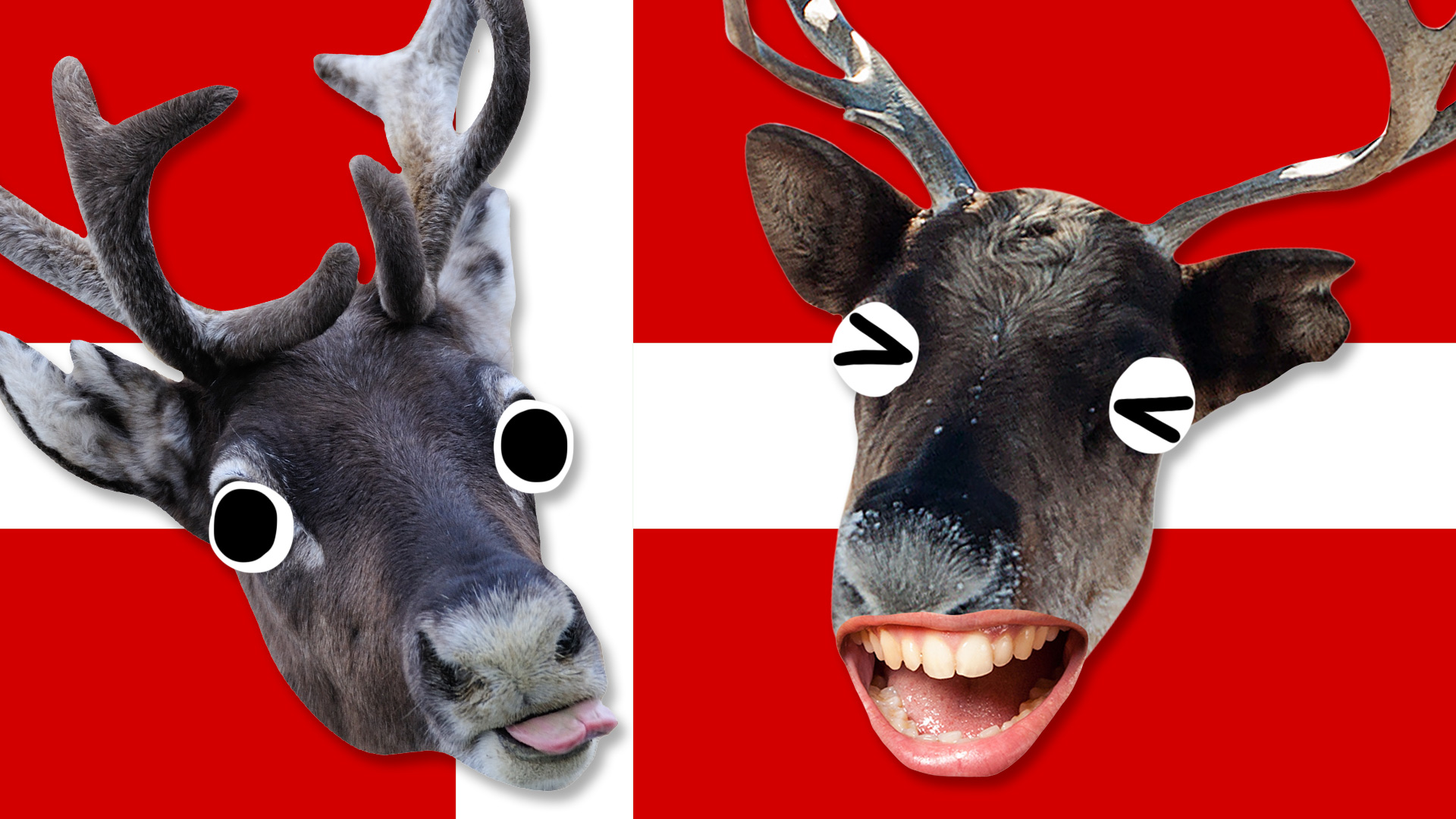 Two reindeer in front of a Danish flag
