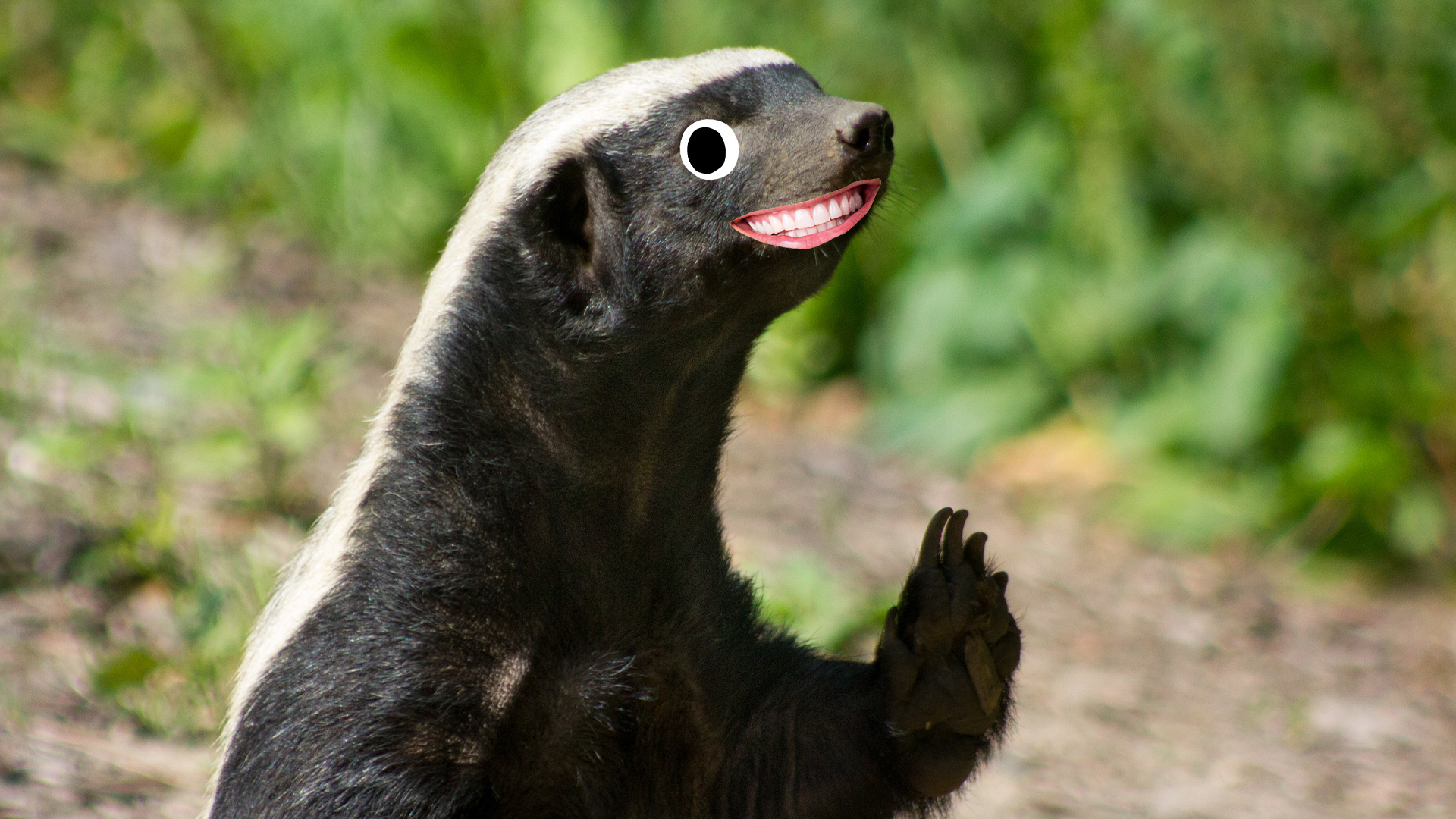 15 Wild Honey Badger Fun Facts | Beano