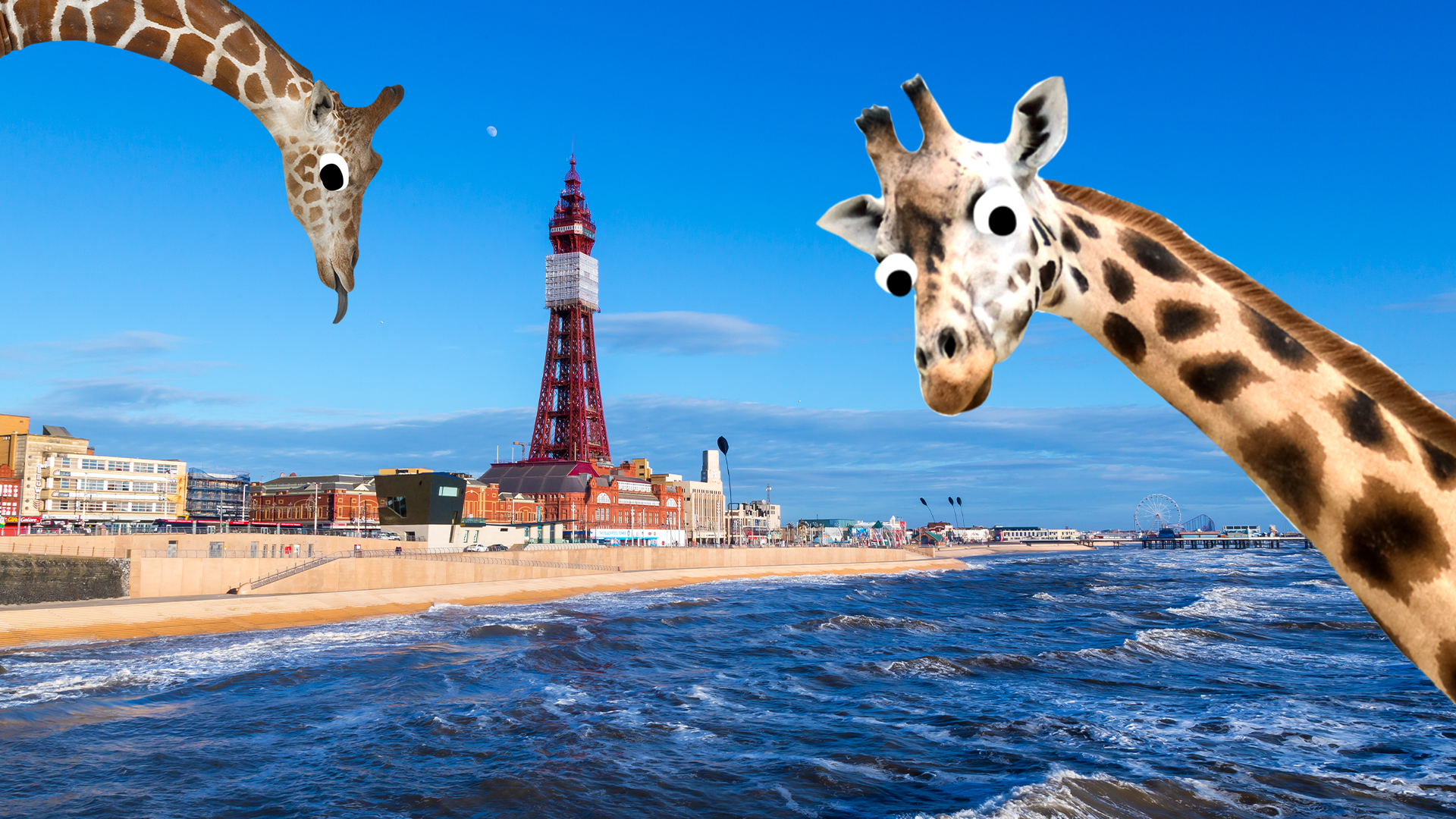 Exotic Blackpool with giraffes