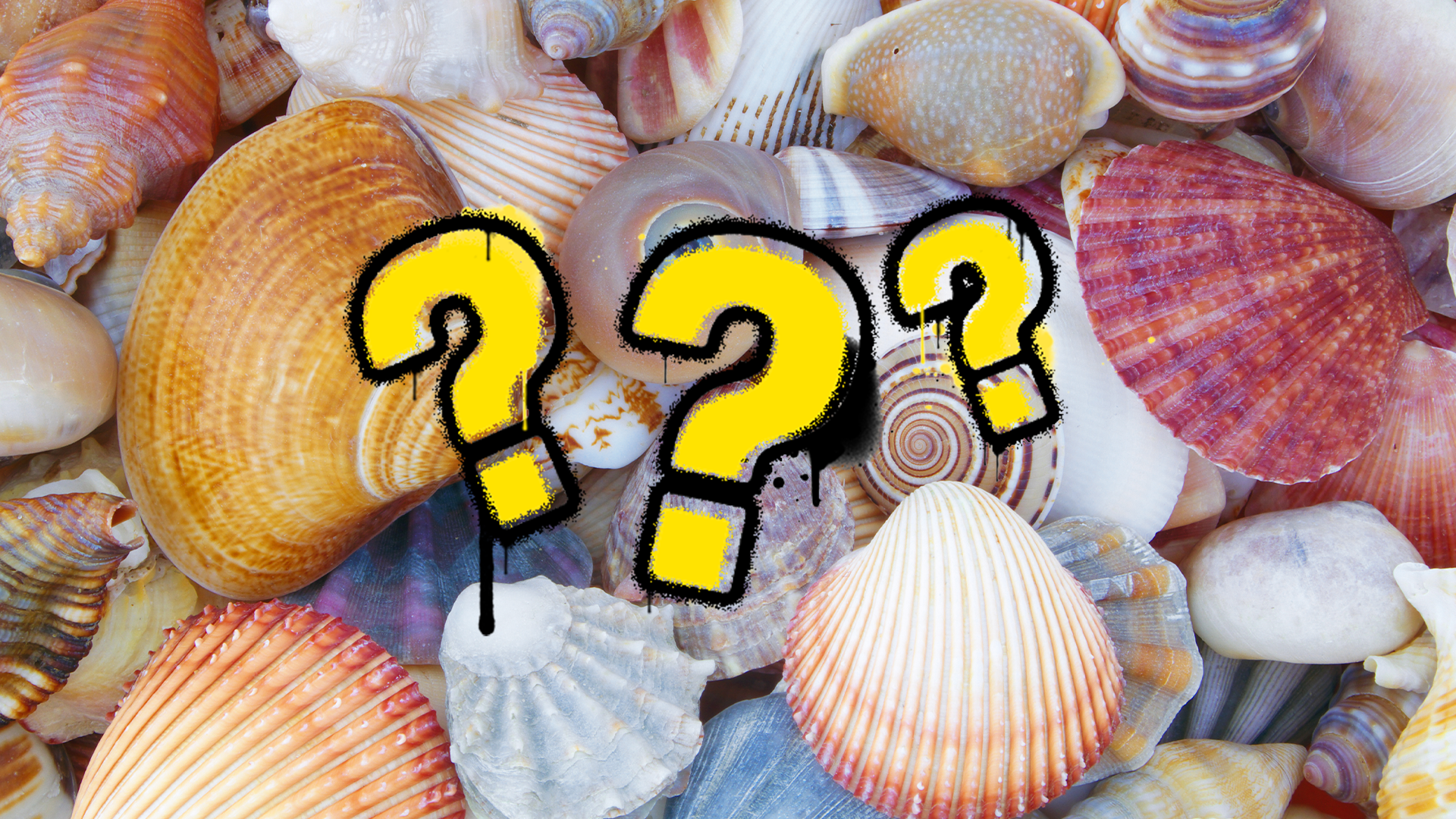 Shells and question marks