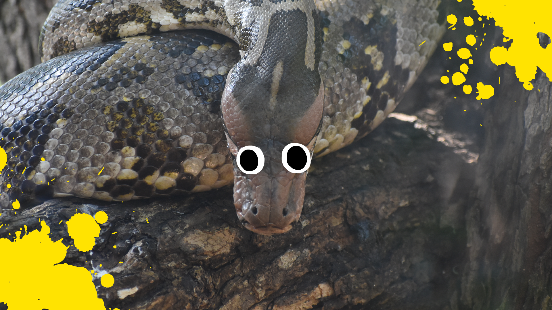 Goofy snake with splats