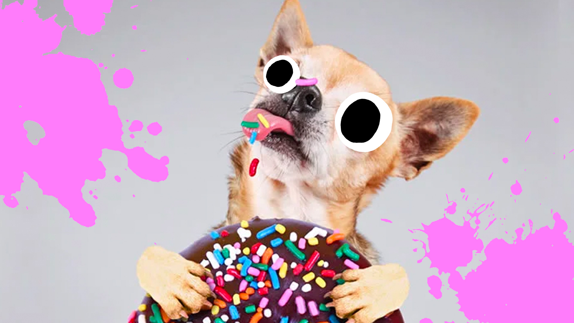 A dog eating a donut