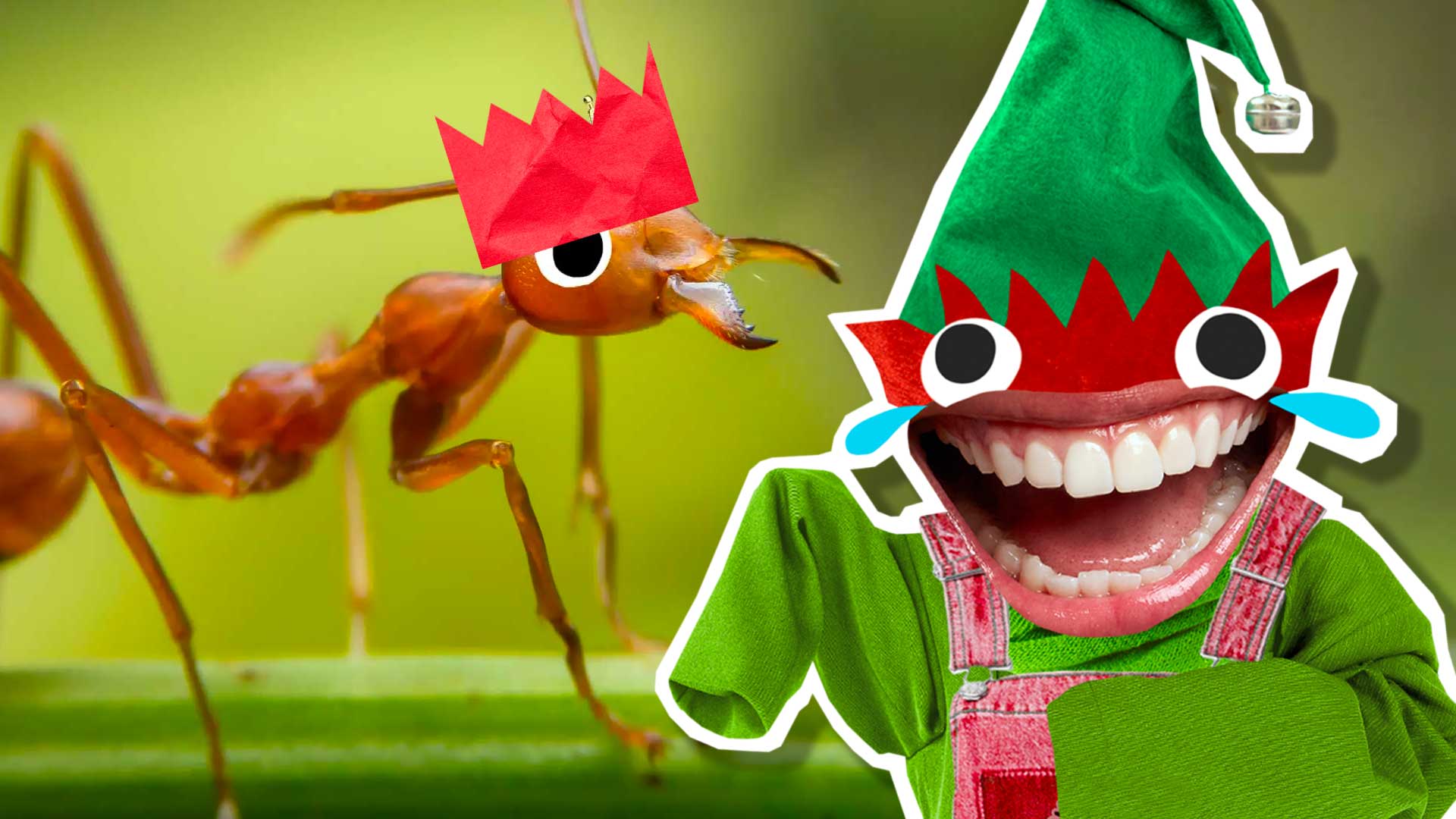 An ant and an elf