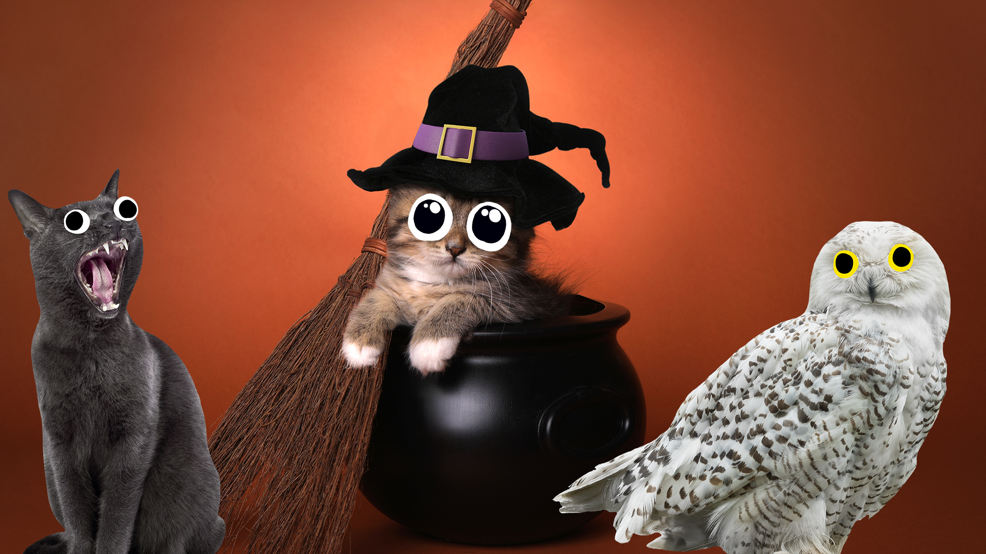 A kitten in a witch's hat, a meowing cat and an owl