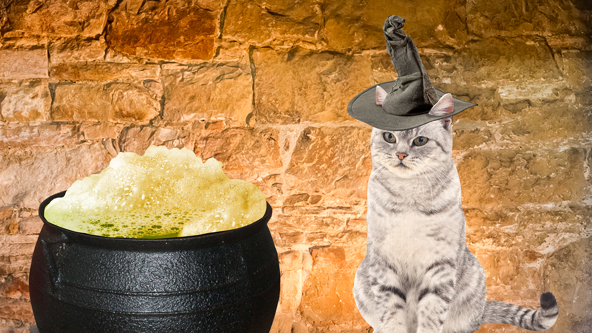 A cat and a cauldron