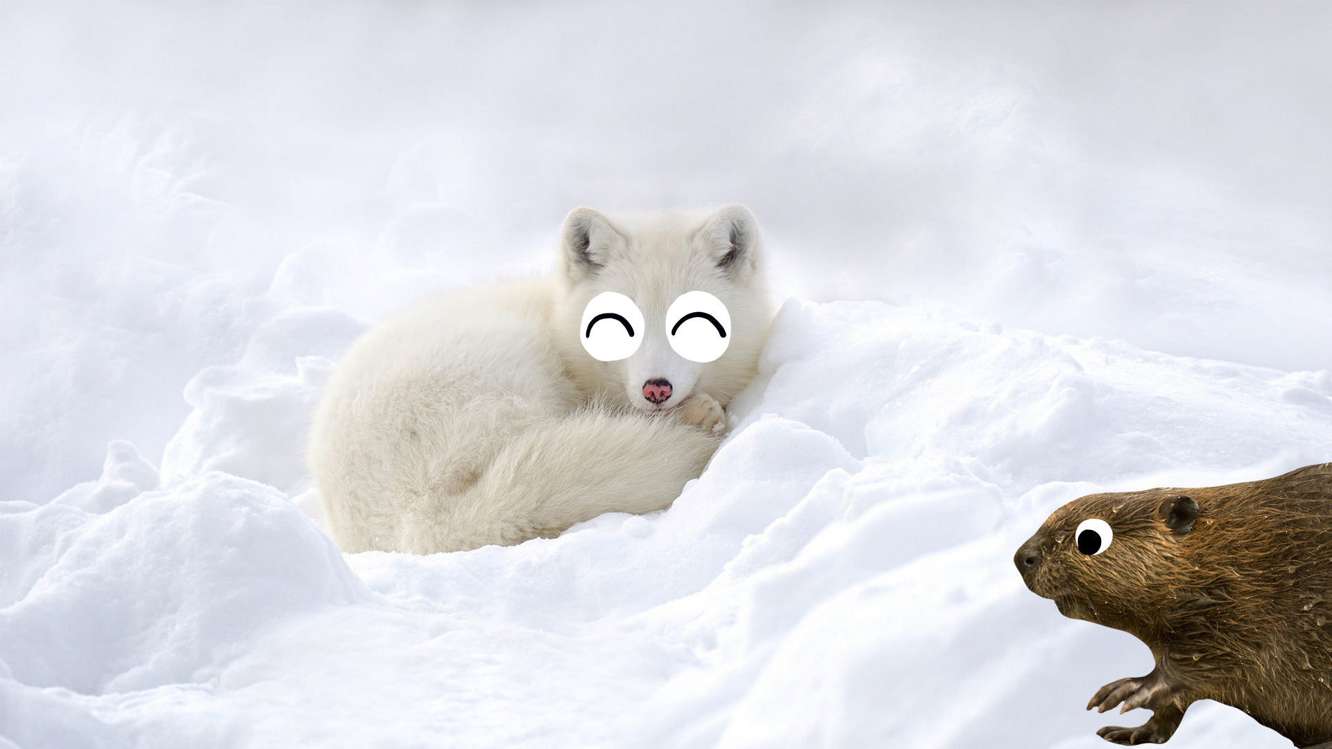 A snow fox curls up on the snow
