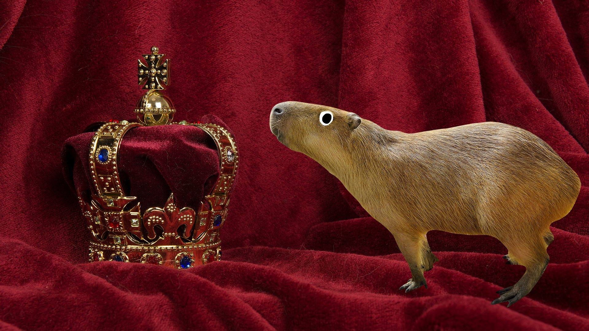 A capybara investigates a royal crown