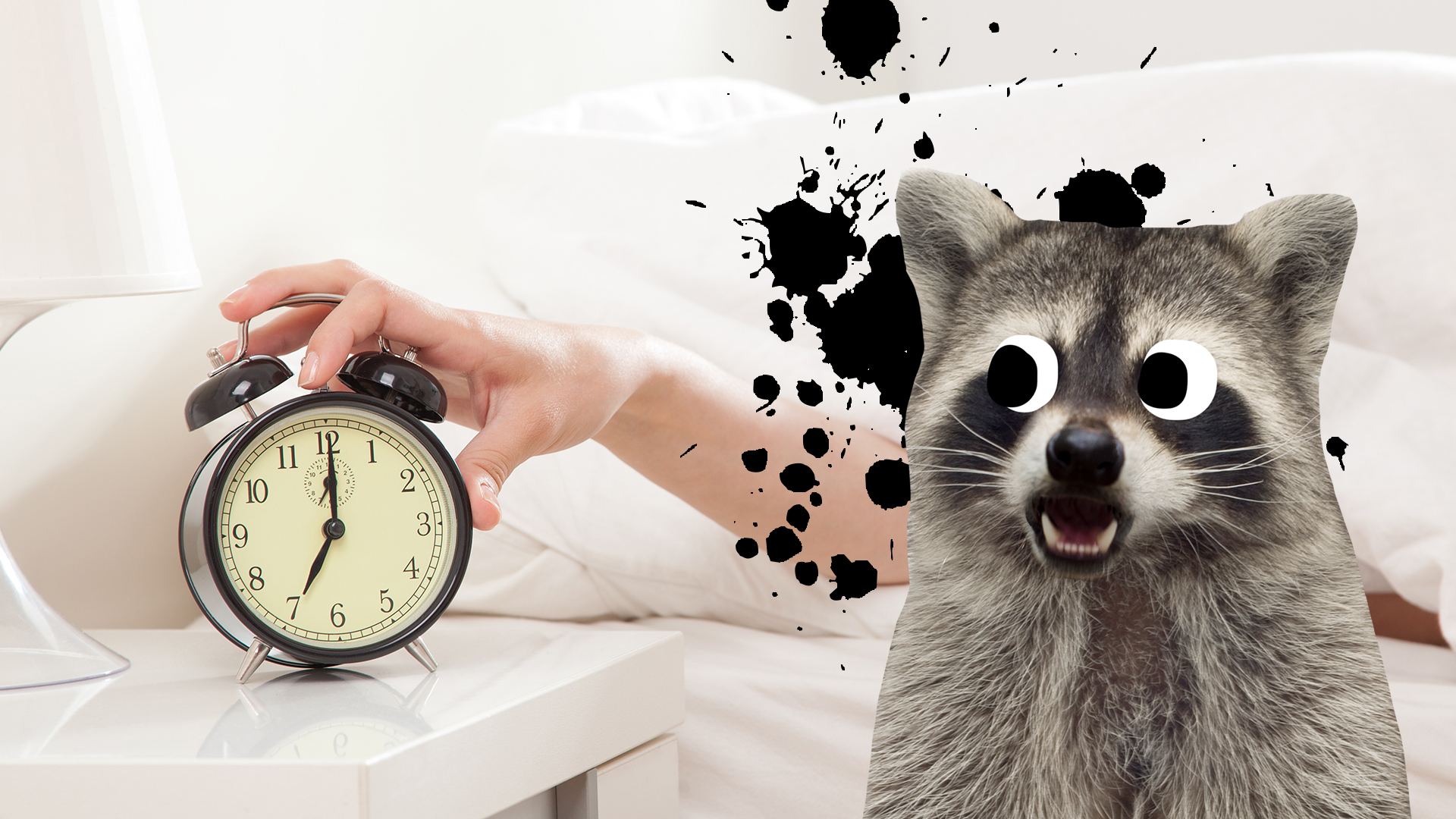 A racoon looks at an alarm clock