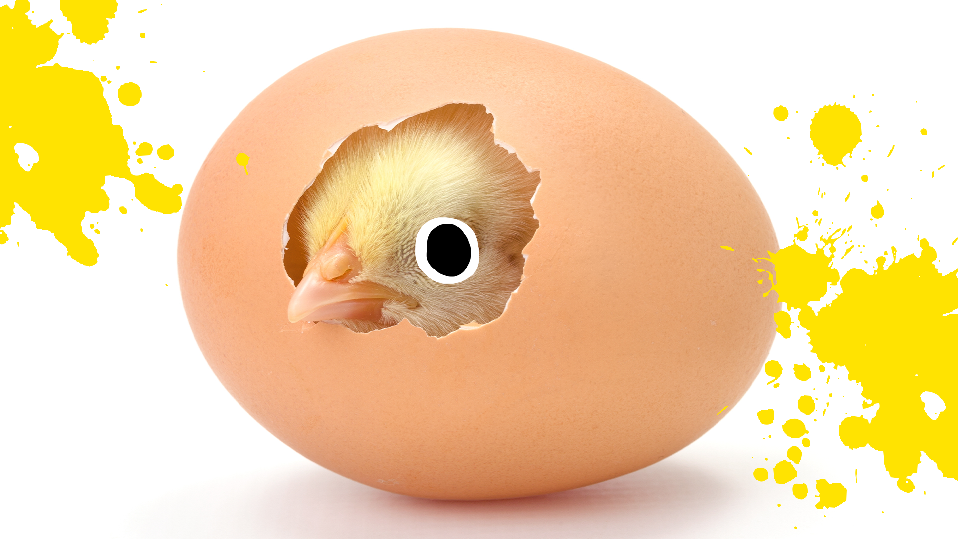 Chick hatching and yellow splats