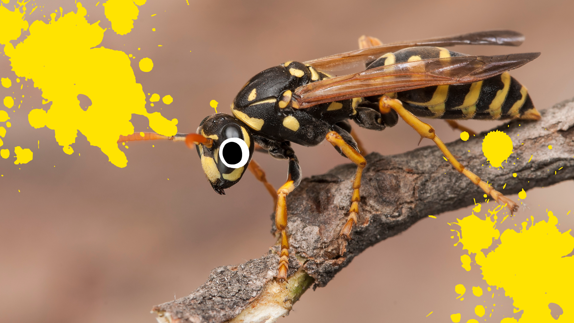 A wasp with yellow splats