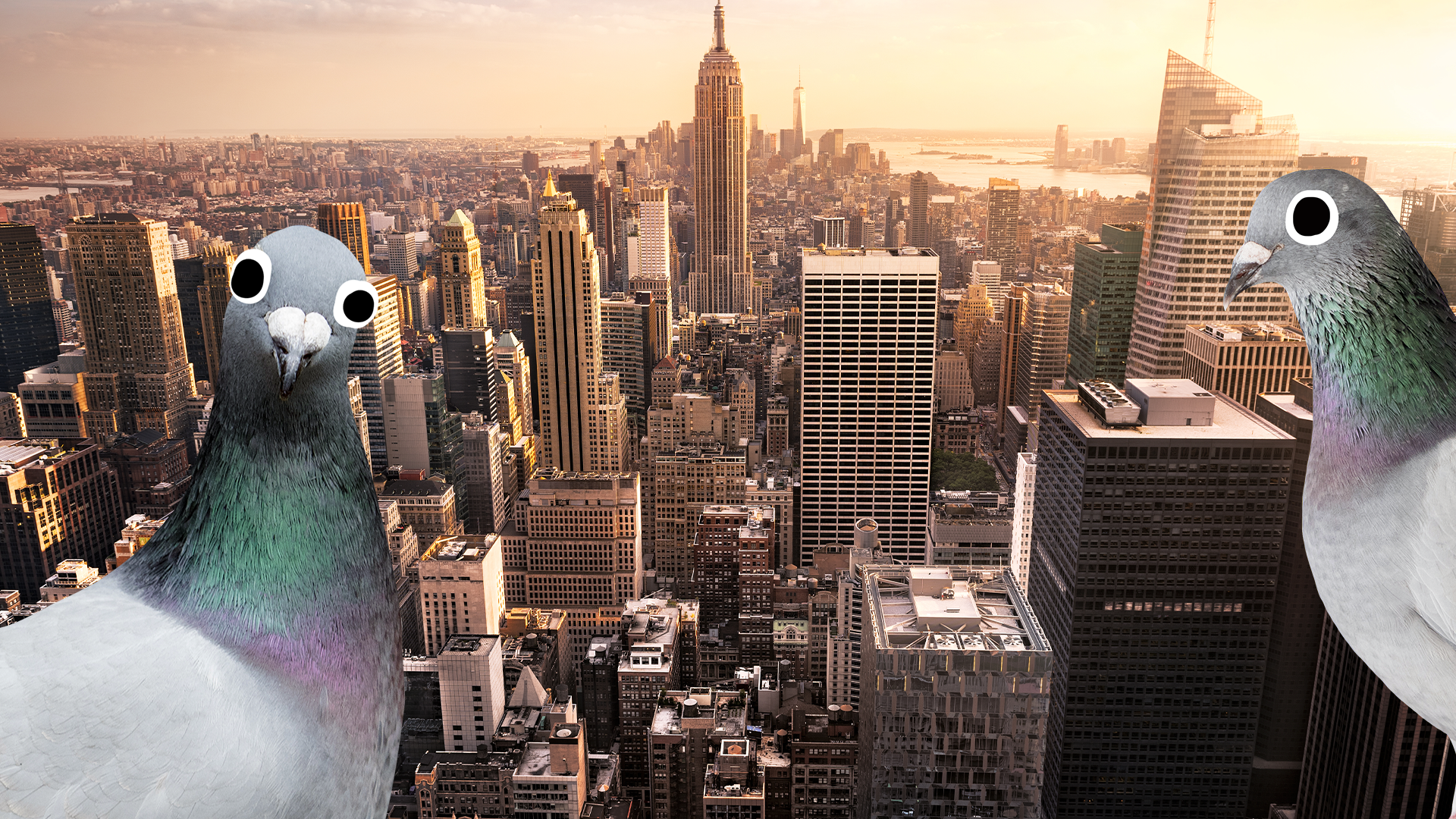 New York City with Beano pigeons