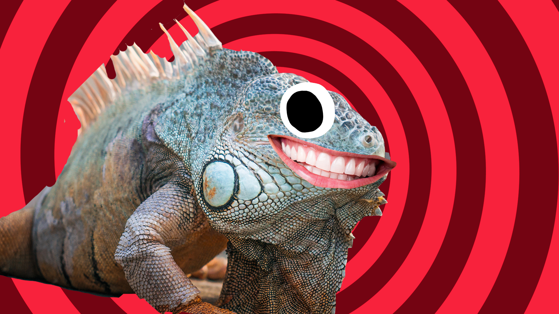 30 Lizard Jokes & Puns for Kids 