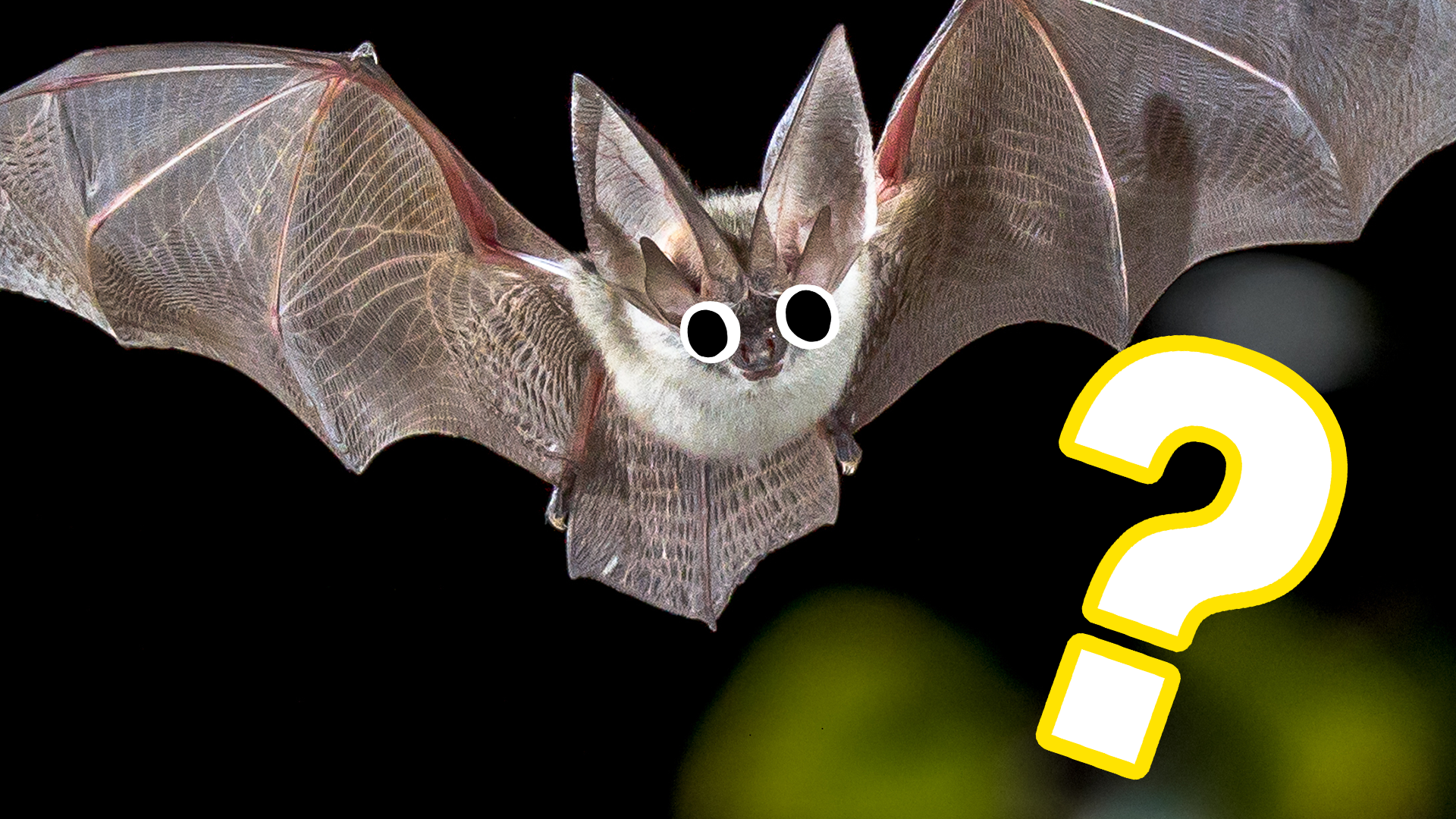 A spooky bat and question mark