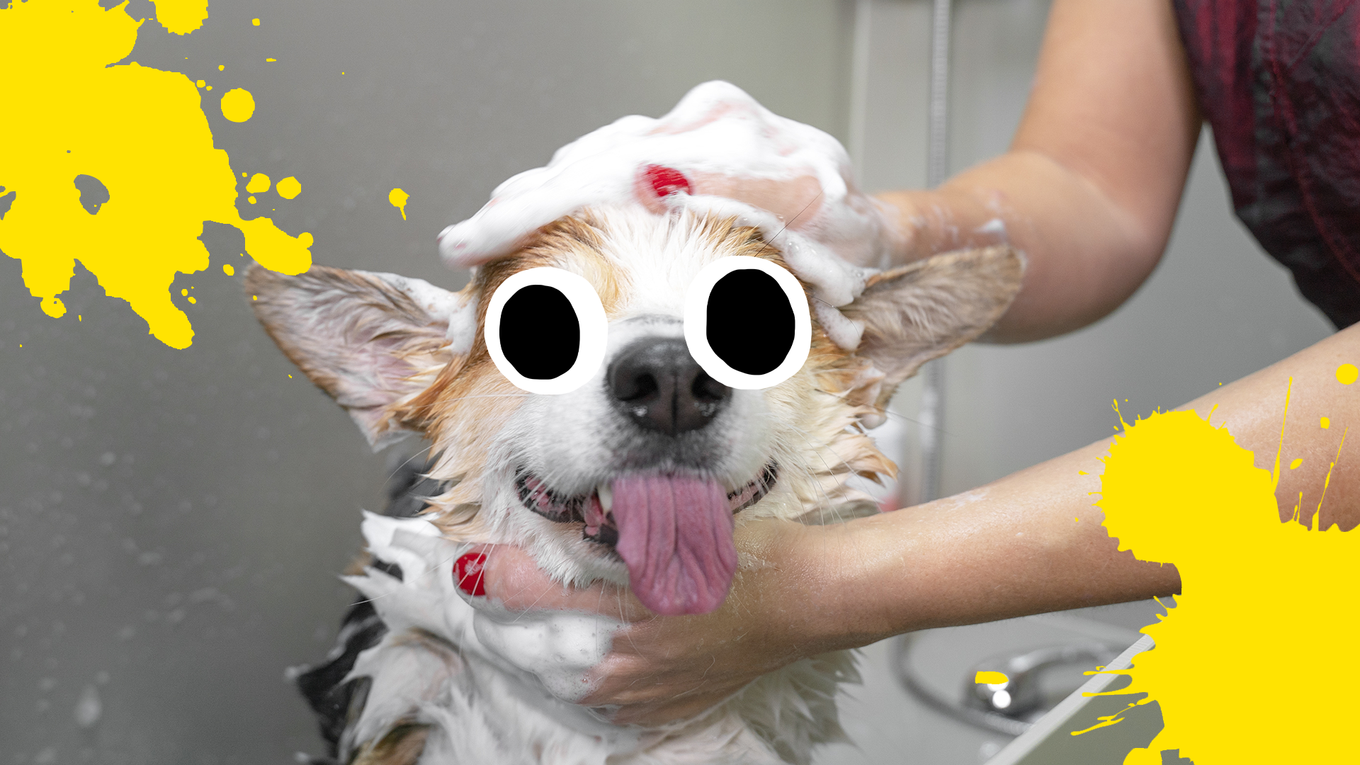 Dog enjoying a wash and yellow splats
