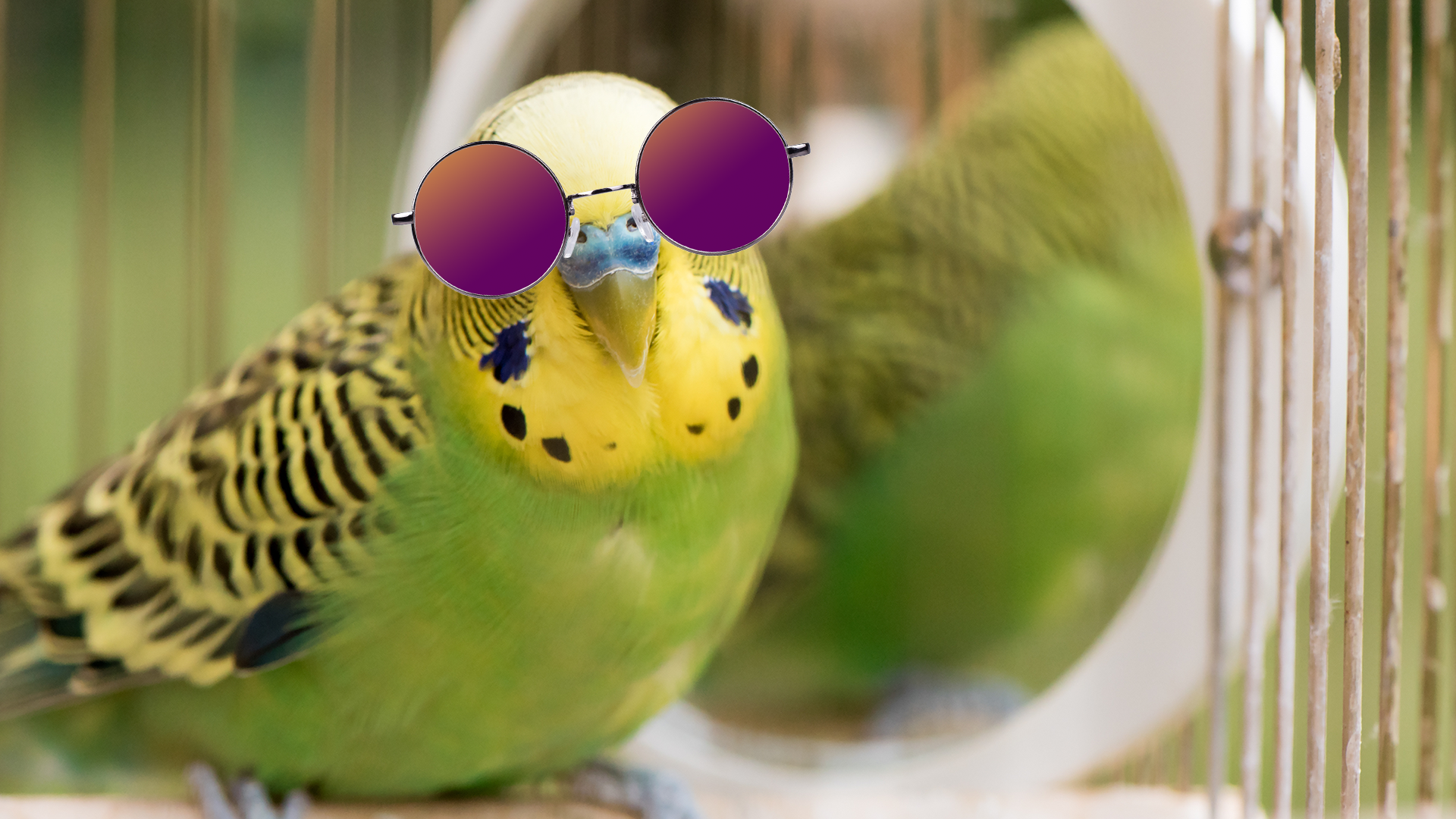 Cool looking budgie