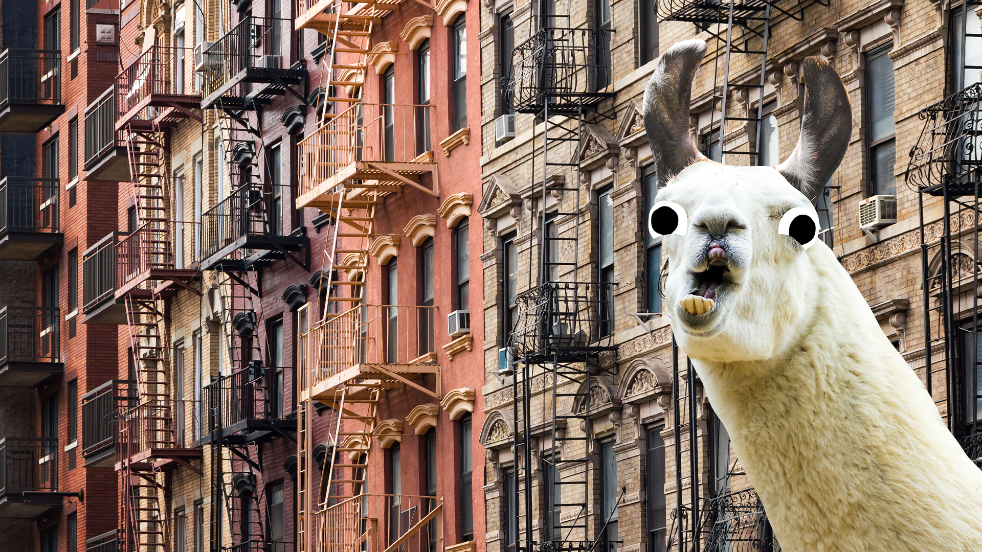 New York flats and derpy llama