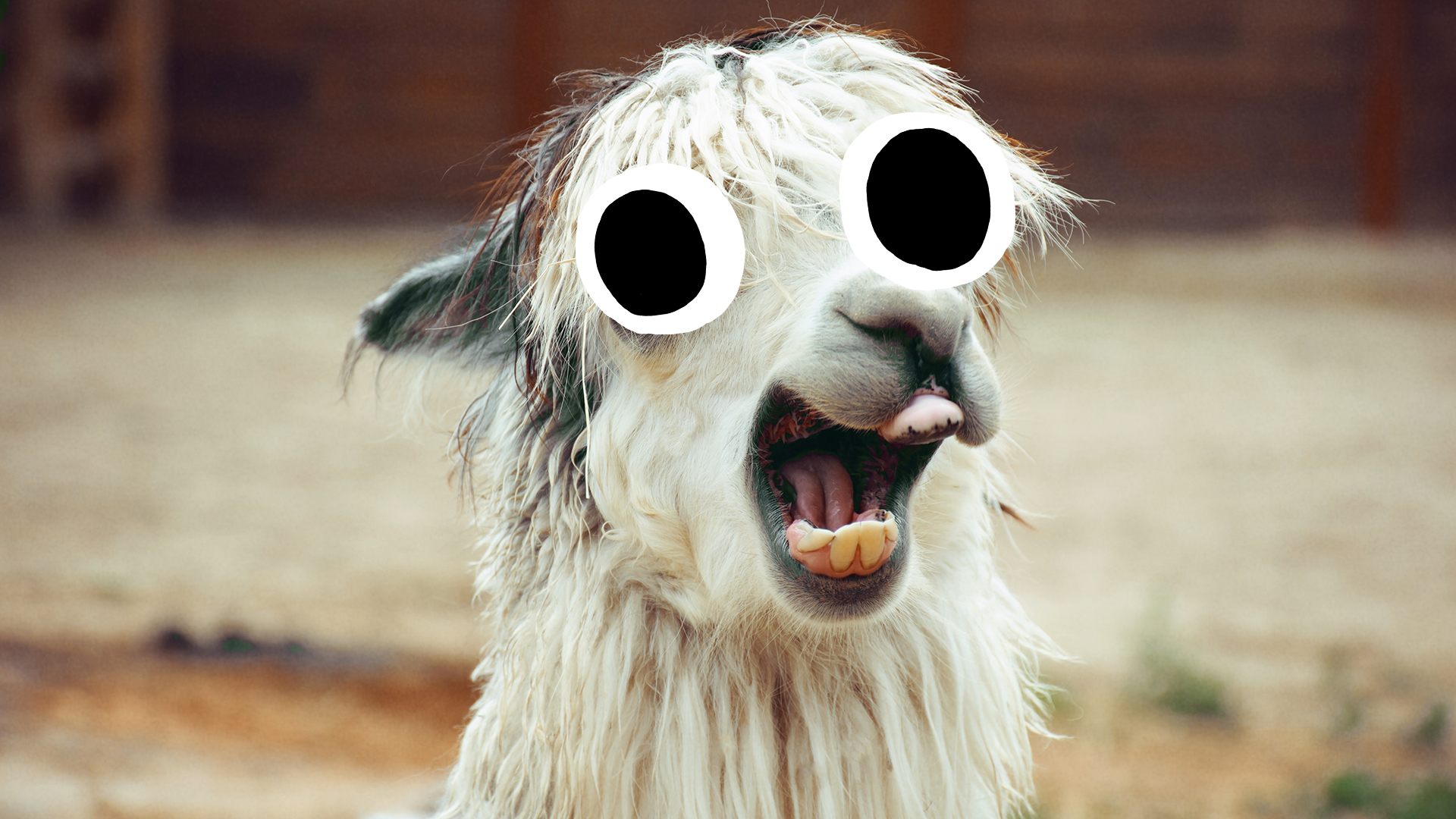 Derpy looking llama