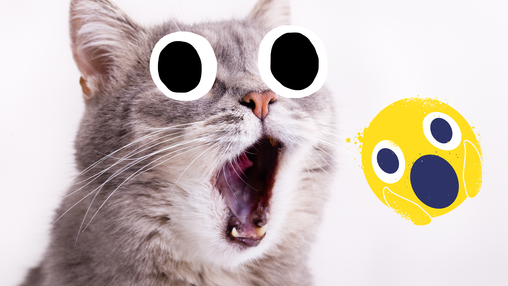 Cat and emoji both looking shocked
