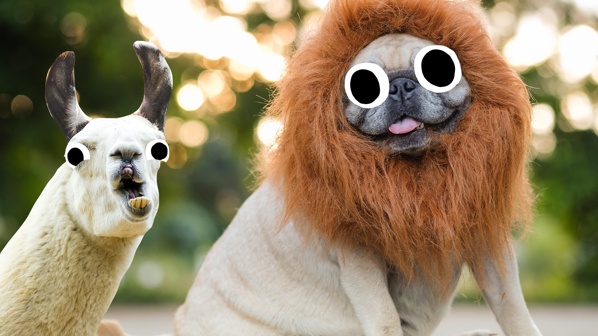 Derpy llama and pug dressed as lion