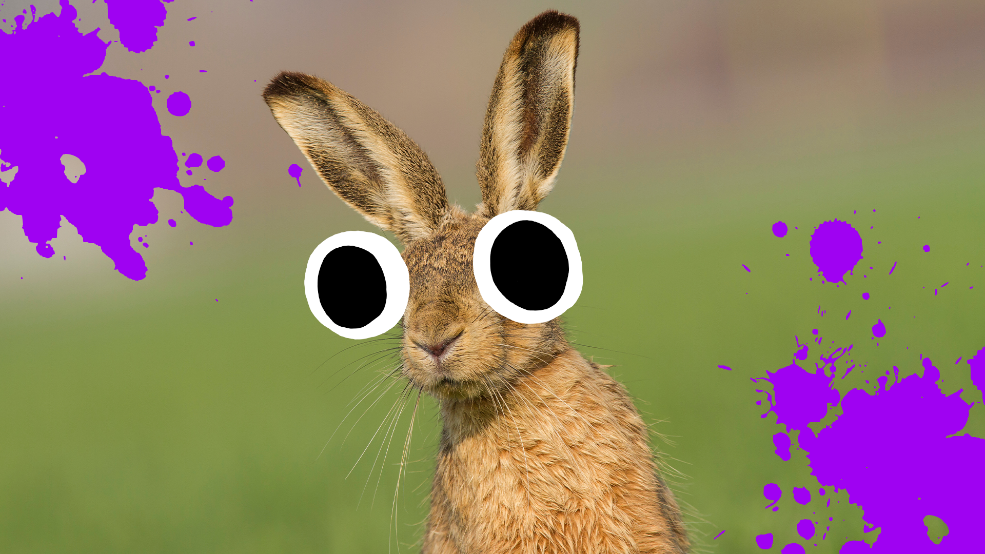 A goofy looking hare and purple splats