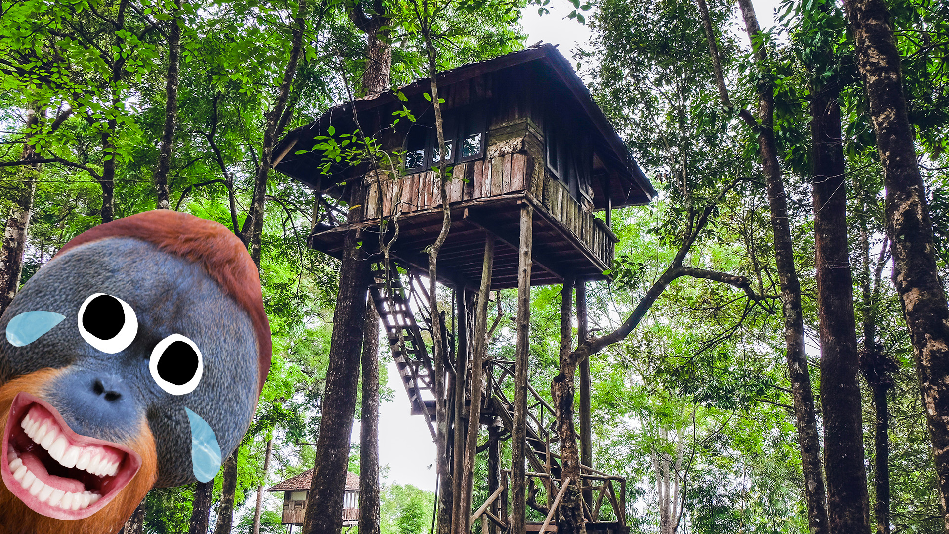 An Orangutan and a treehouse 