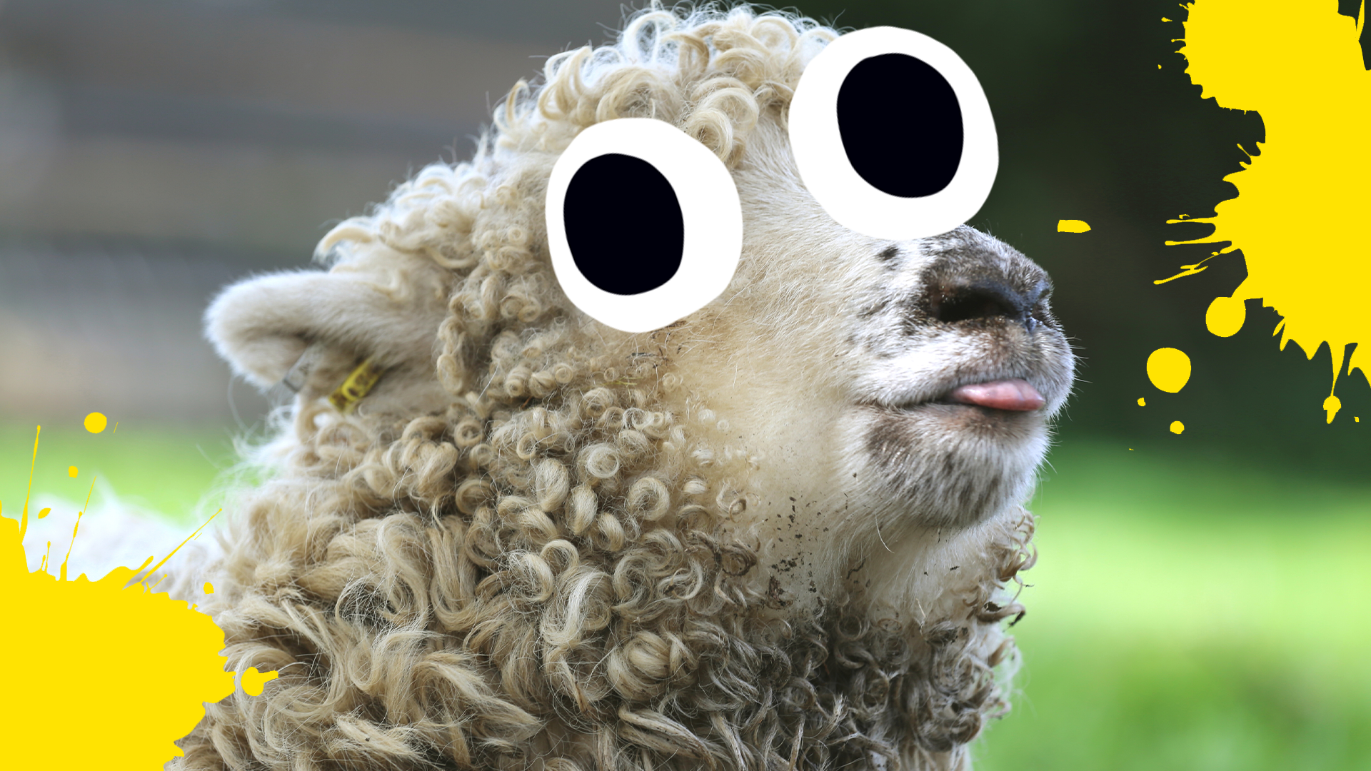 Silly sheep and yellow splats