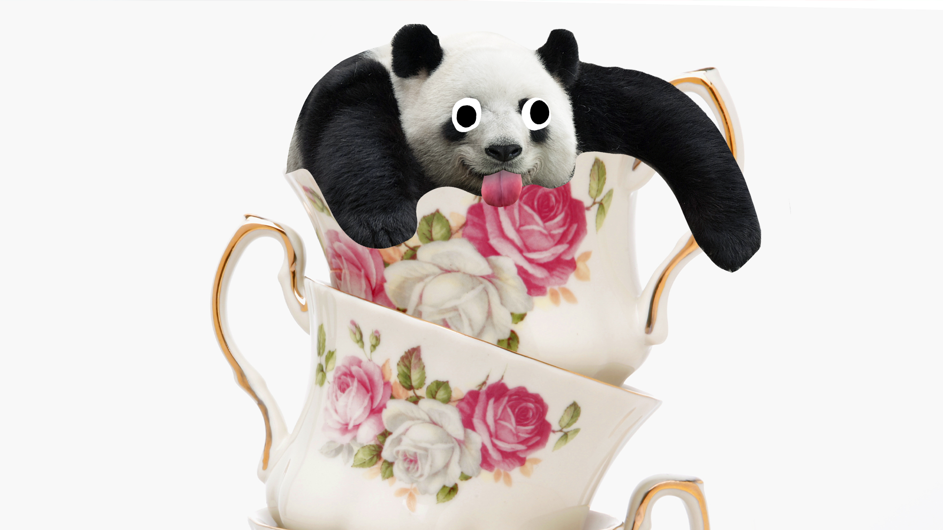 Derpy panda in a teacup