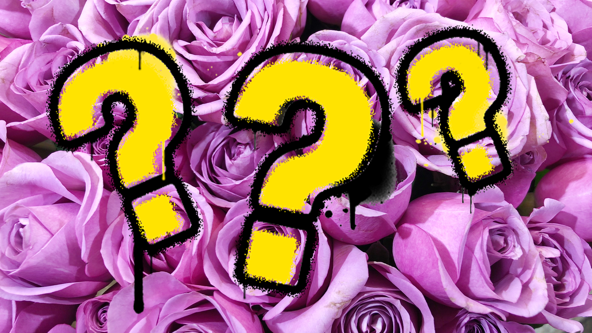 Question marks on rose background