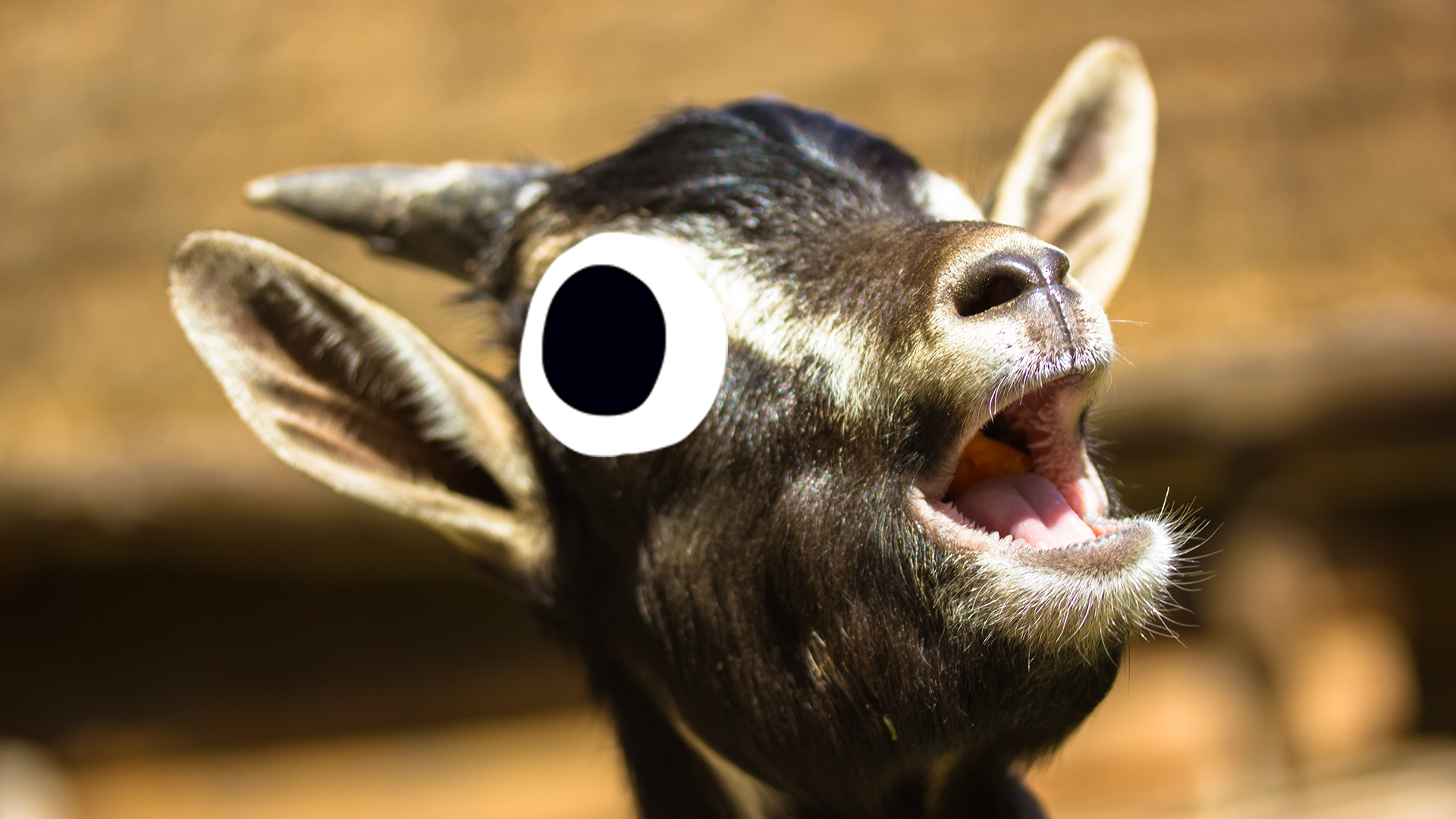 Goat singing