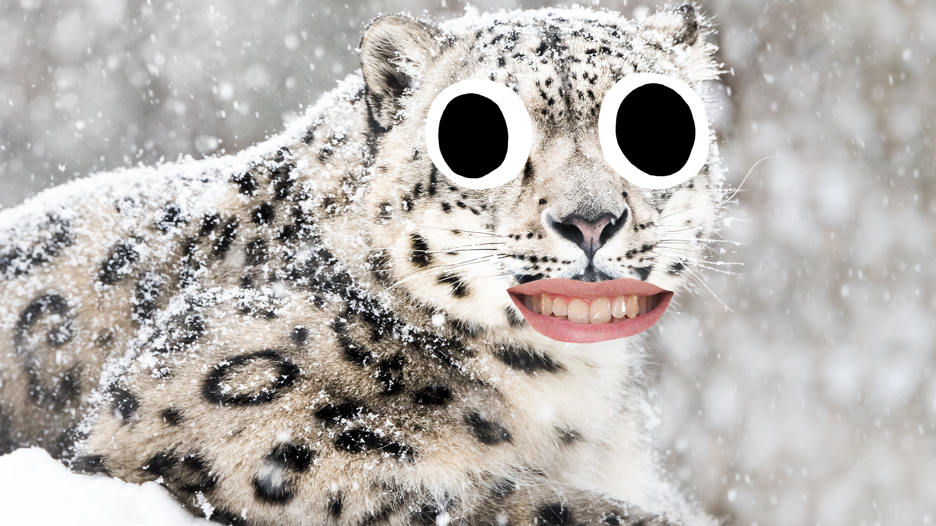 A derpy snow leopard