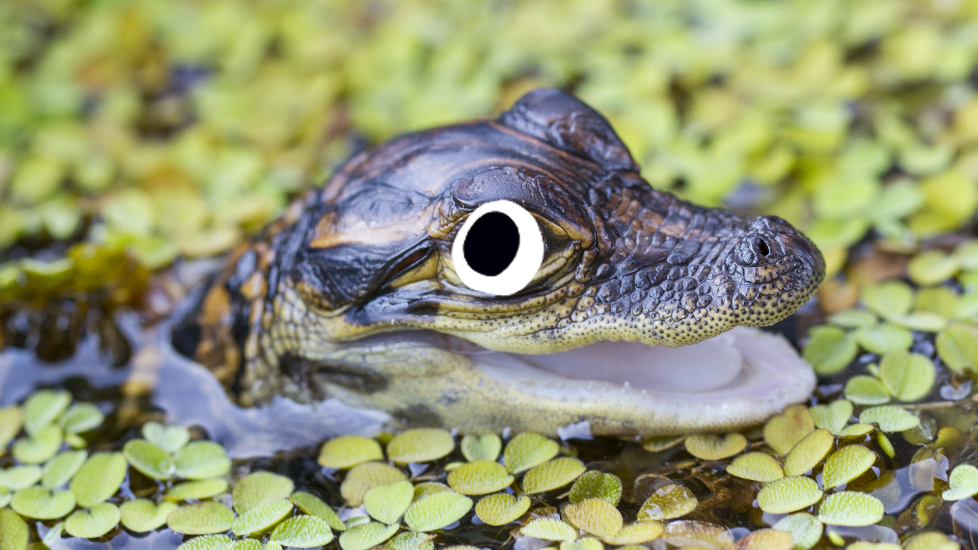 Cute lil croc