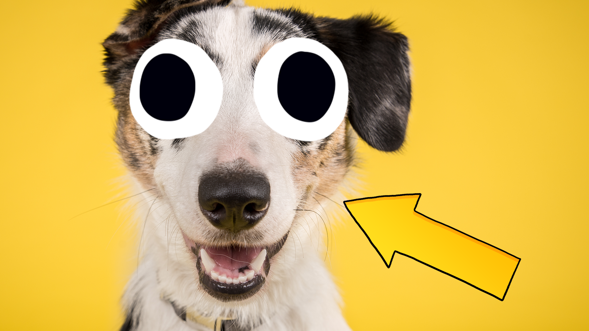 Goofy dog with yellow arrow
