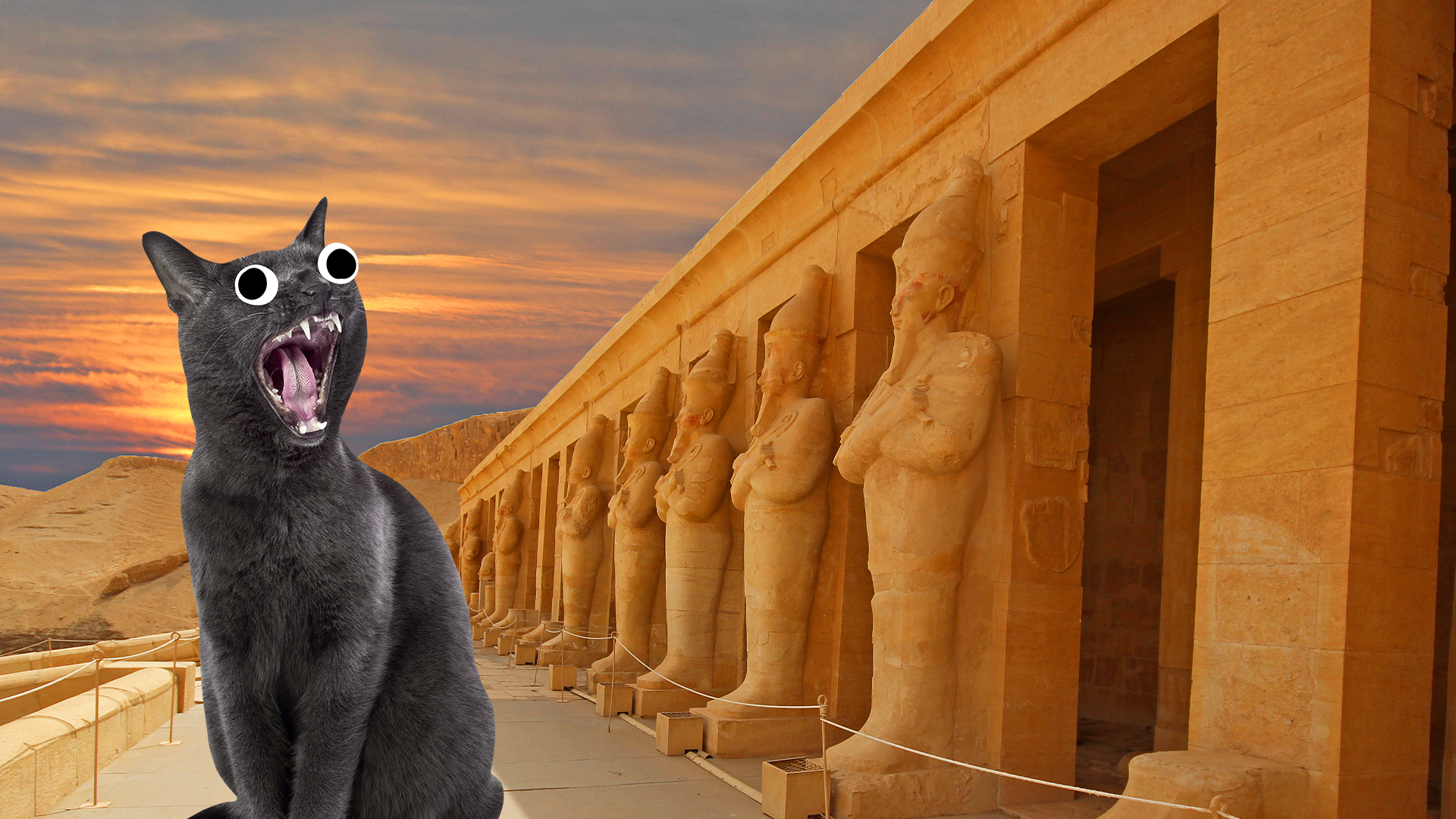 Screaming Beano cat in Egypt 