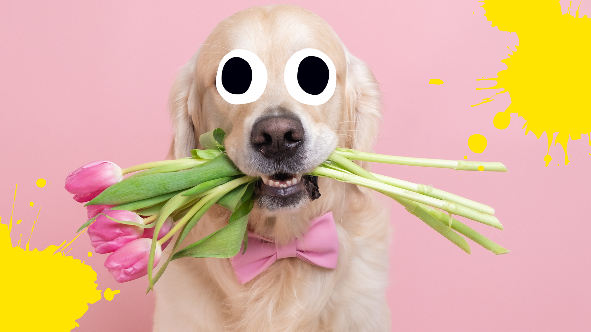 Dog with tulips in its mouth with splats