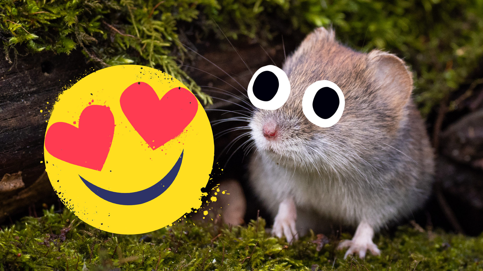 A cute lil vole and a heart eyes emoji
