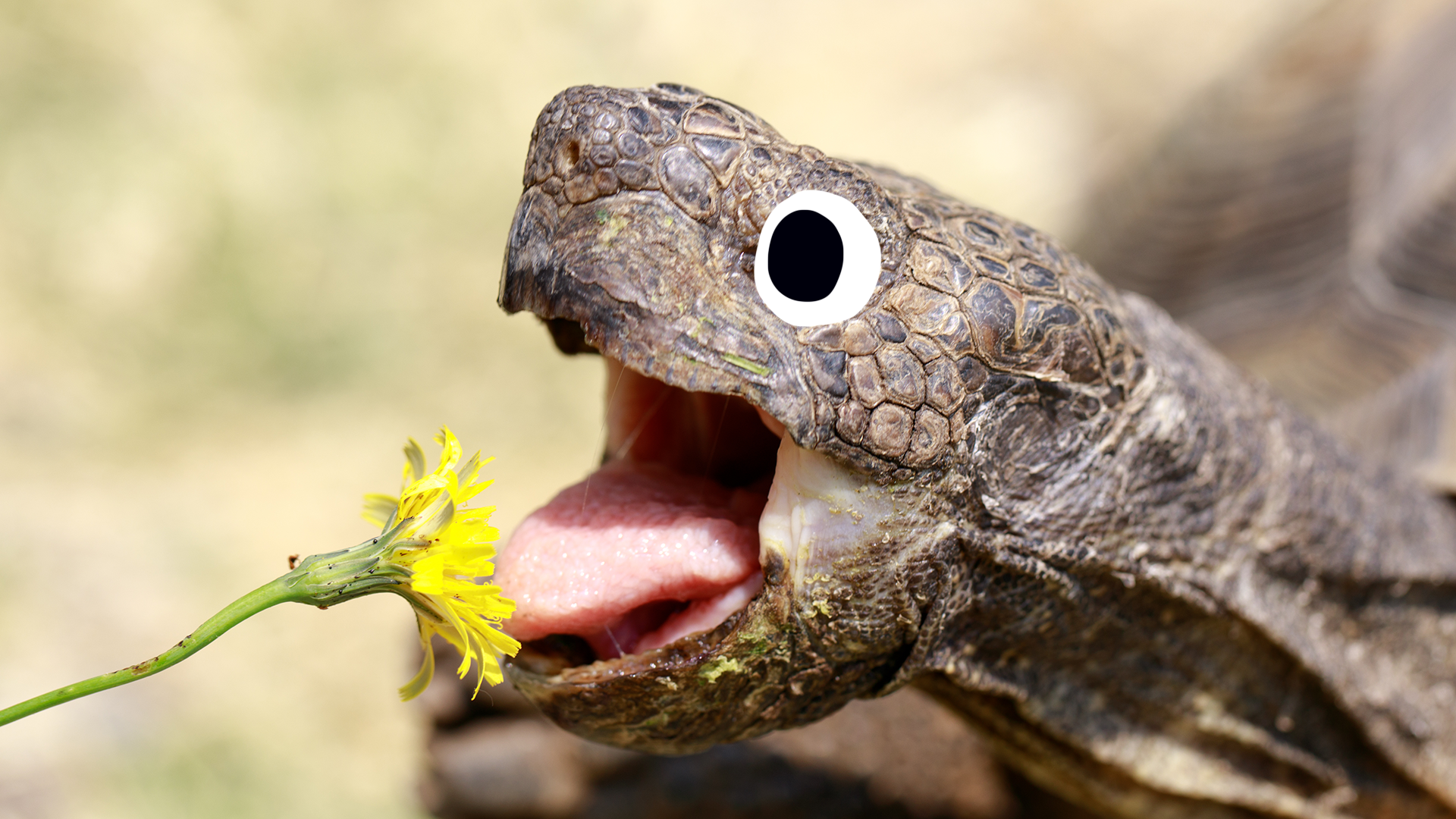 Tortoise eating a flower