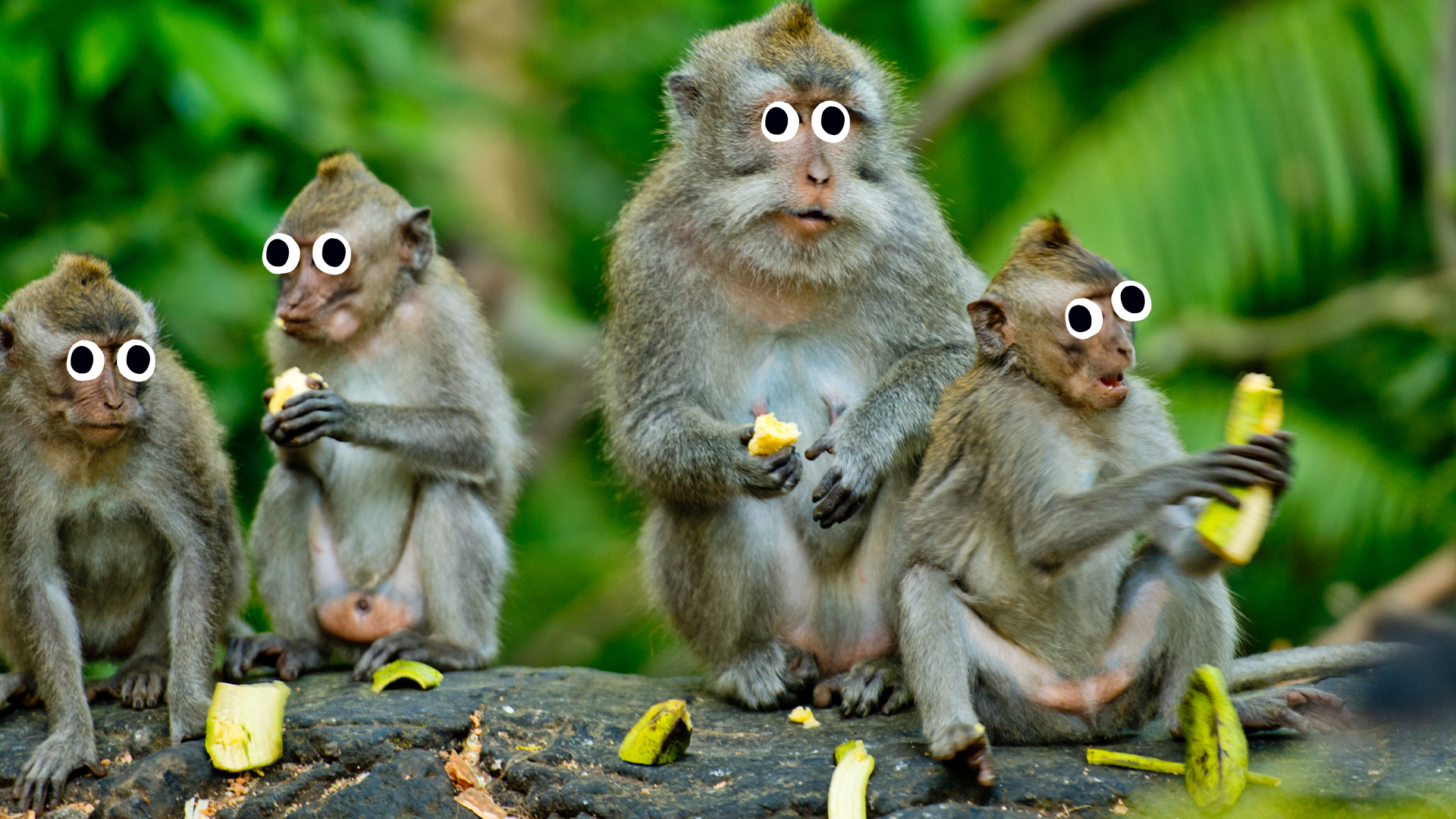 Some goofy monkeys