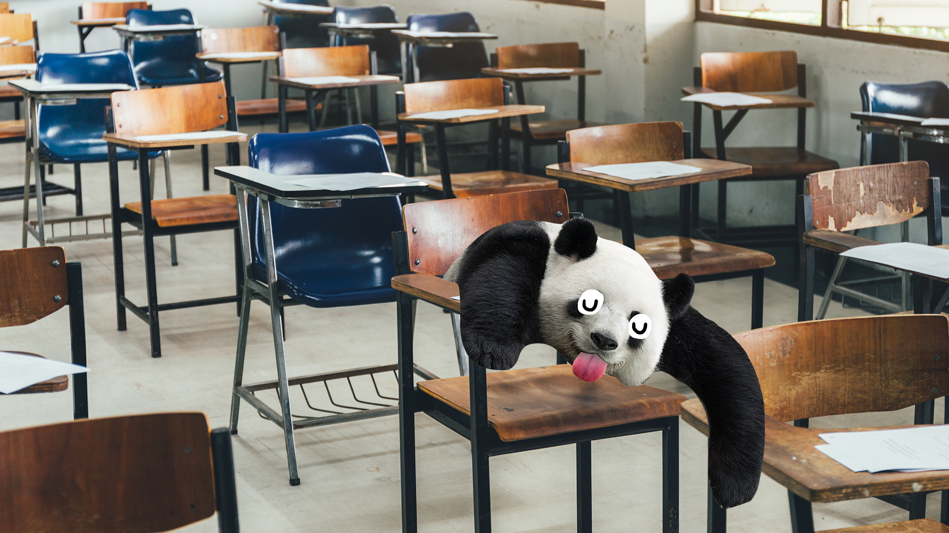 Derpy panda sleeping in an old school room