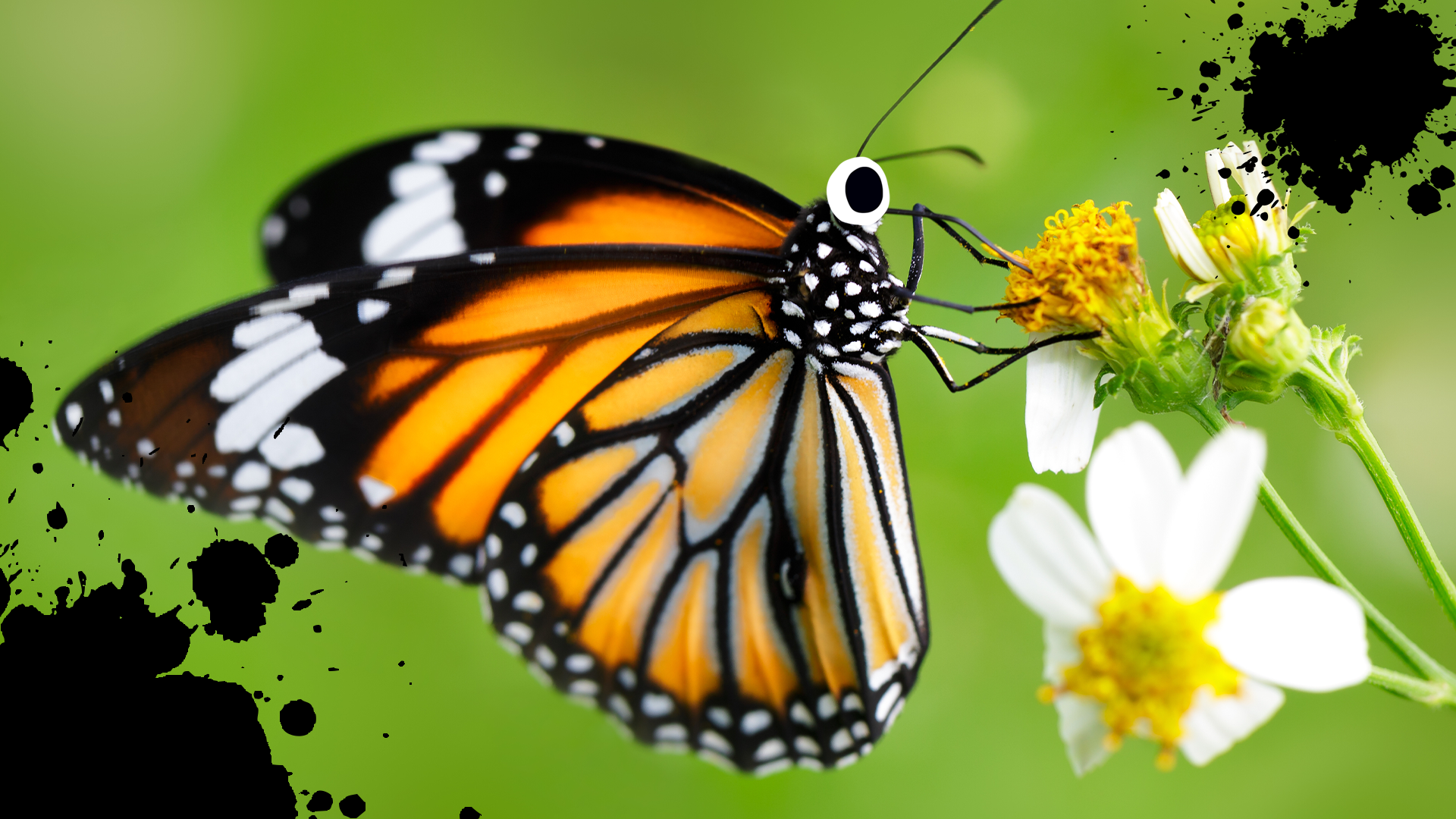 Butterfly on flower with splats