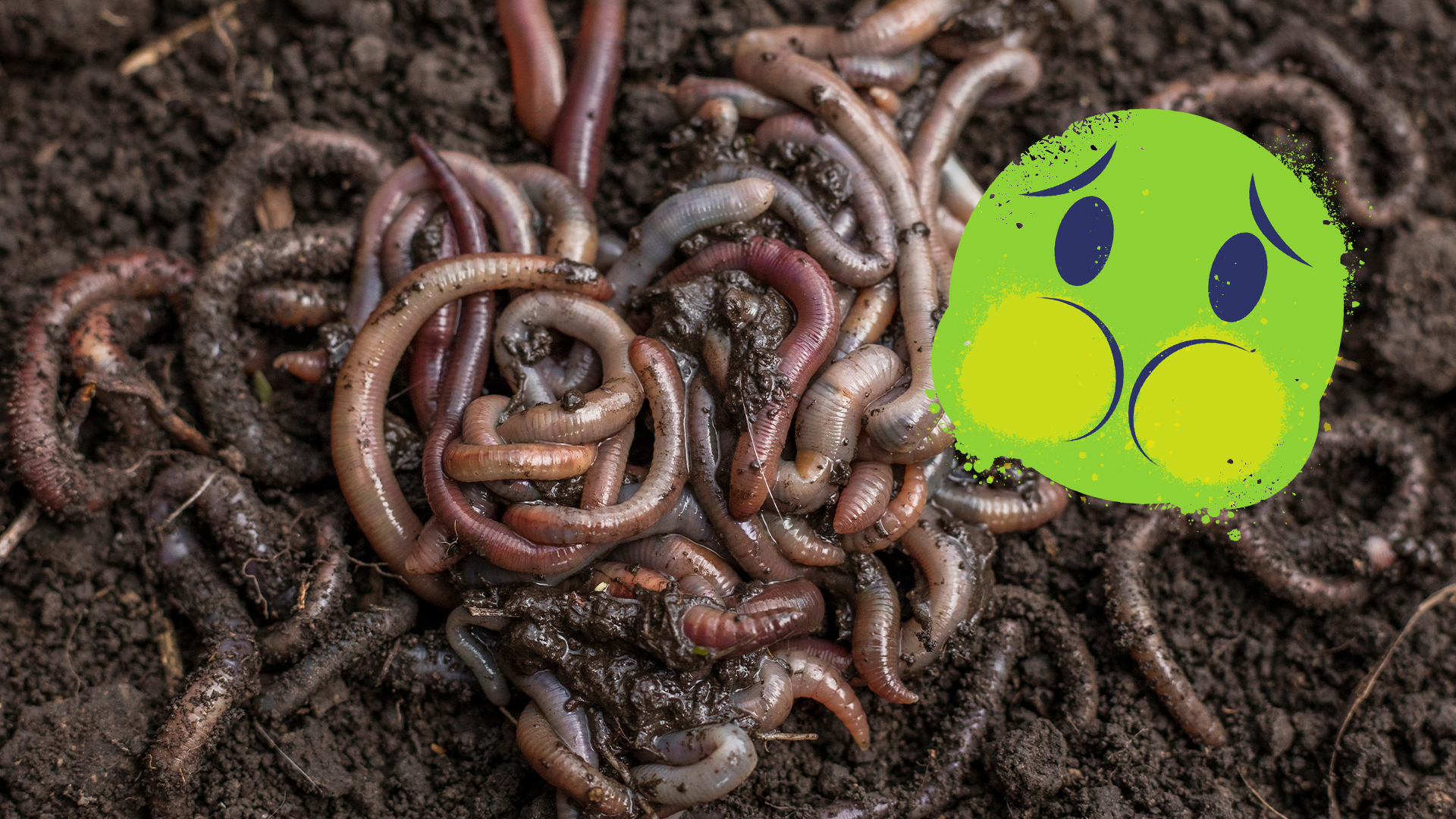 Worms in mud and sick face emoji