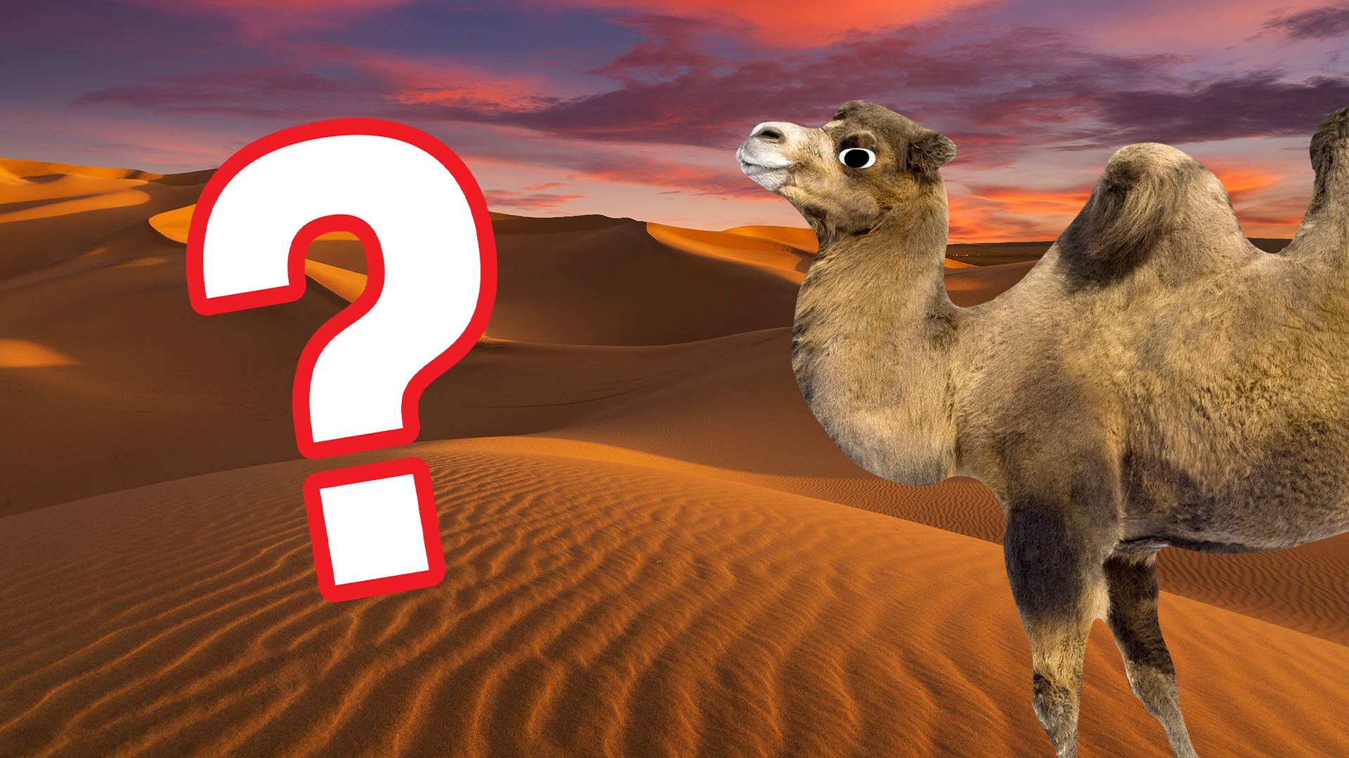 Beano camel and question mark in desert